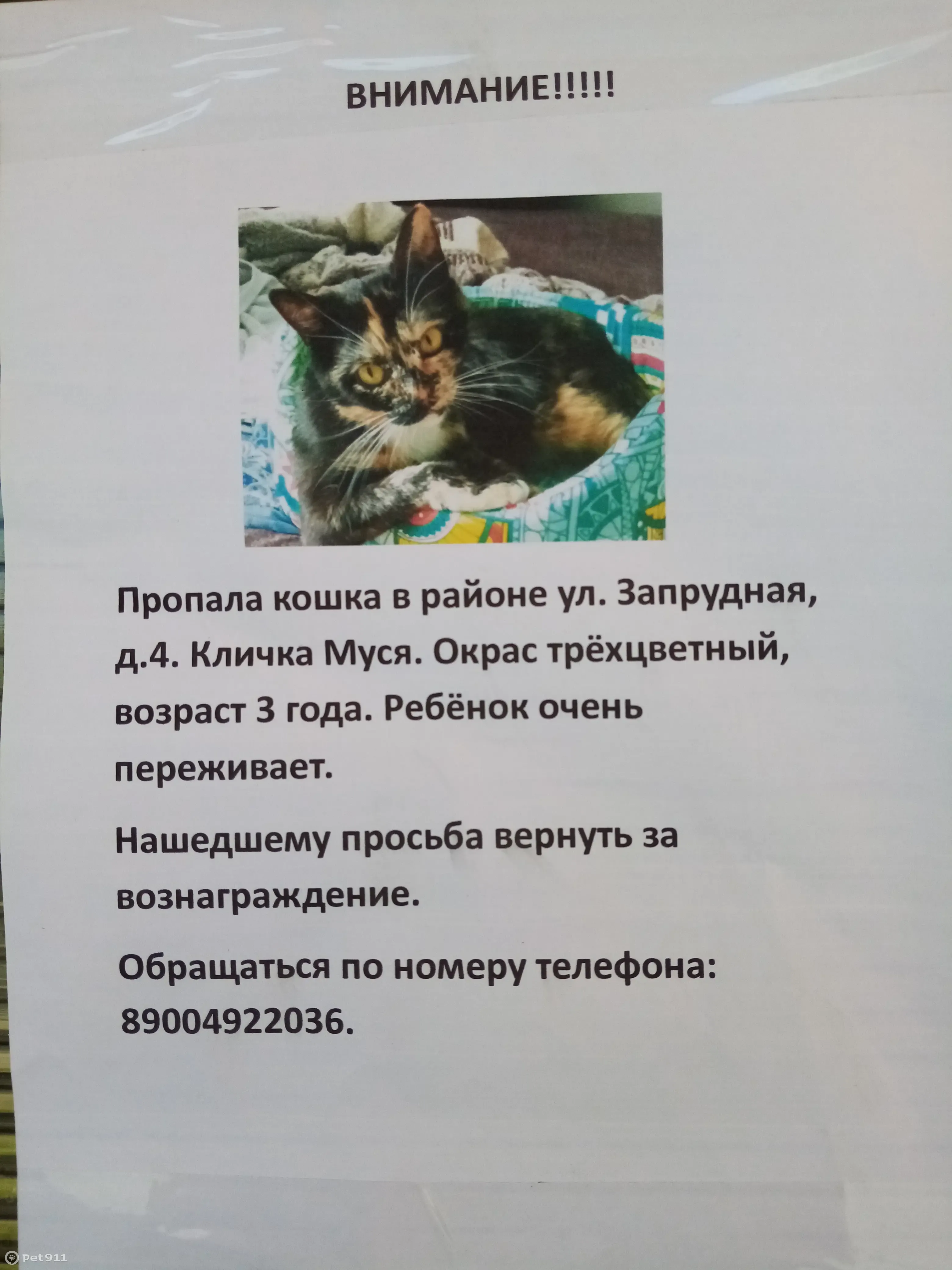 Пропала кошка: вознаграждение! Запрудная ул., 4, Тамбов | Pet911.ru