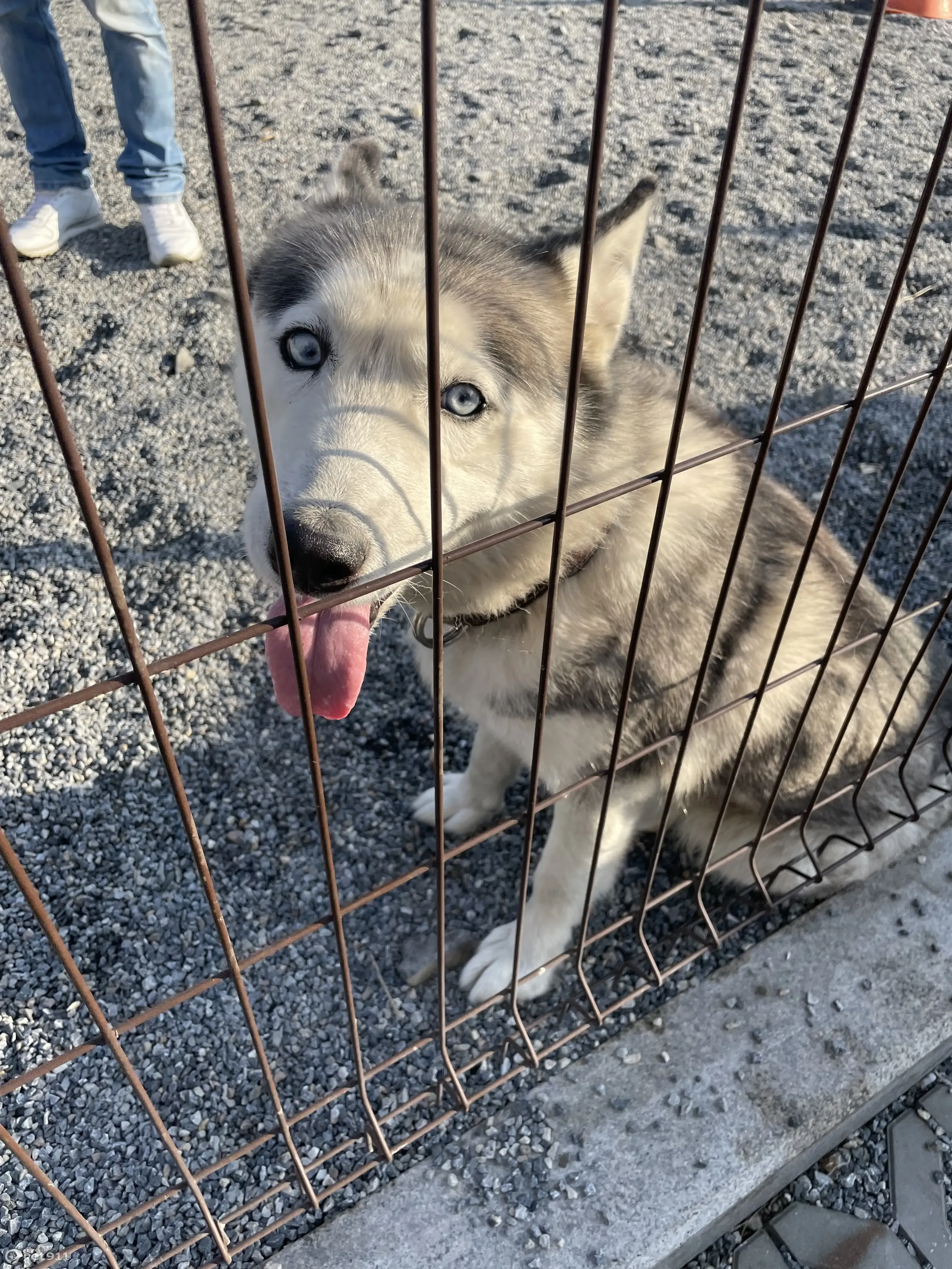 Собака найдена на ул. Армейская, 31, Красноярск | Pet911.ru