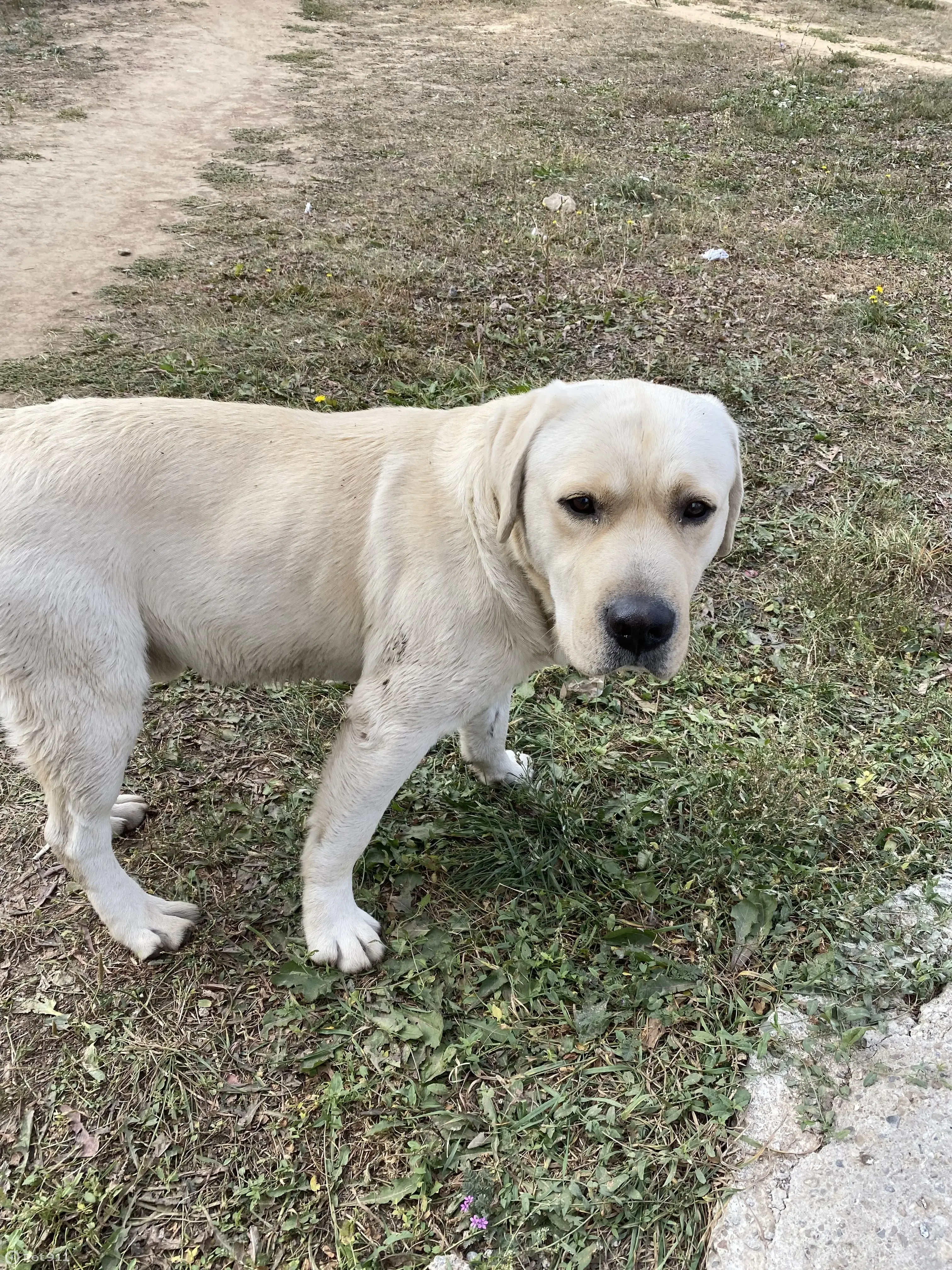 Собака Лабрадор найдена без ошейника, ул. Ноксинский Спуск, 33, Казань |  Pet911.ru