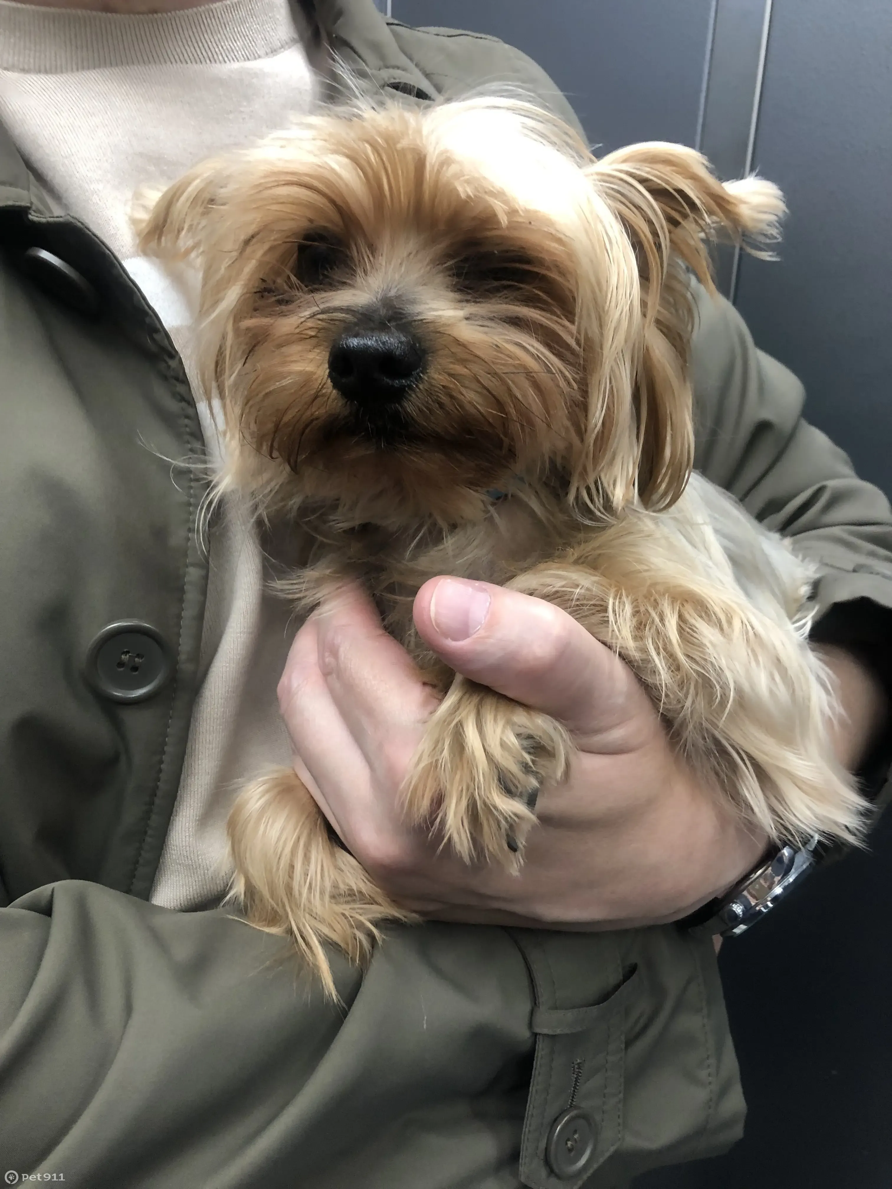 Собака Йоркширский терьер найдена на Нижегородской ул., 12, Москва - photo