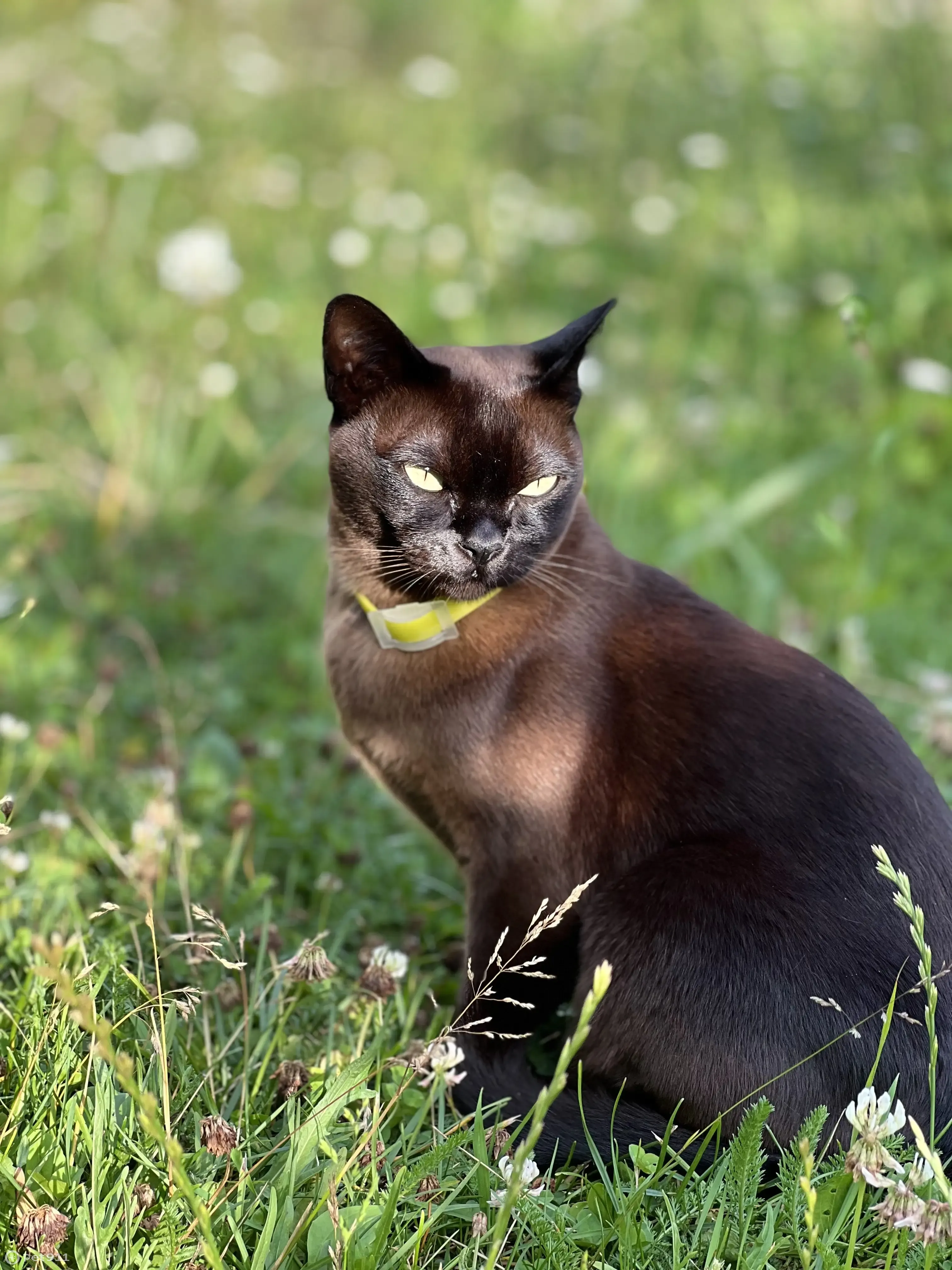 Пропала кошка на Дуговой улице, 24, Чехов - photo