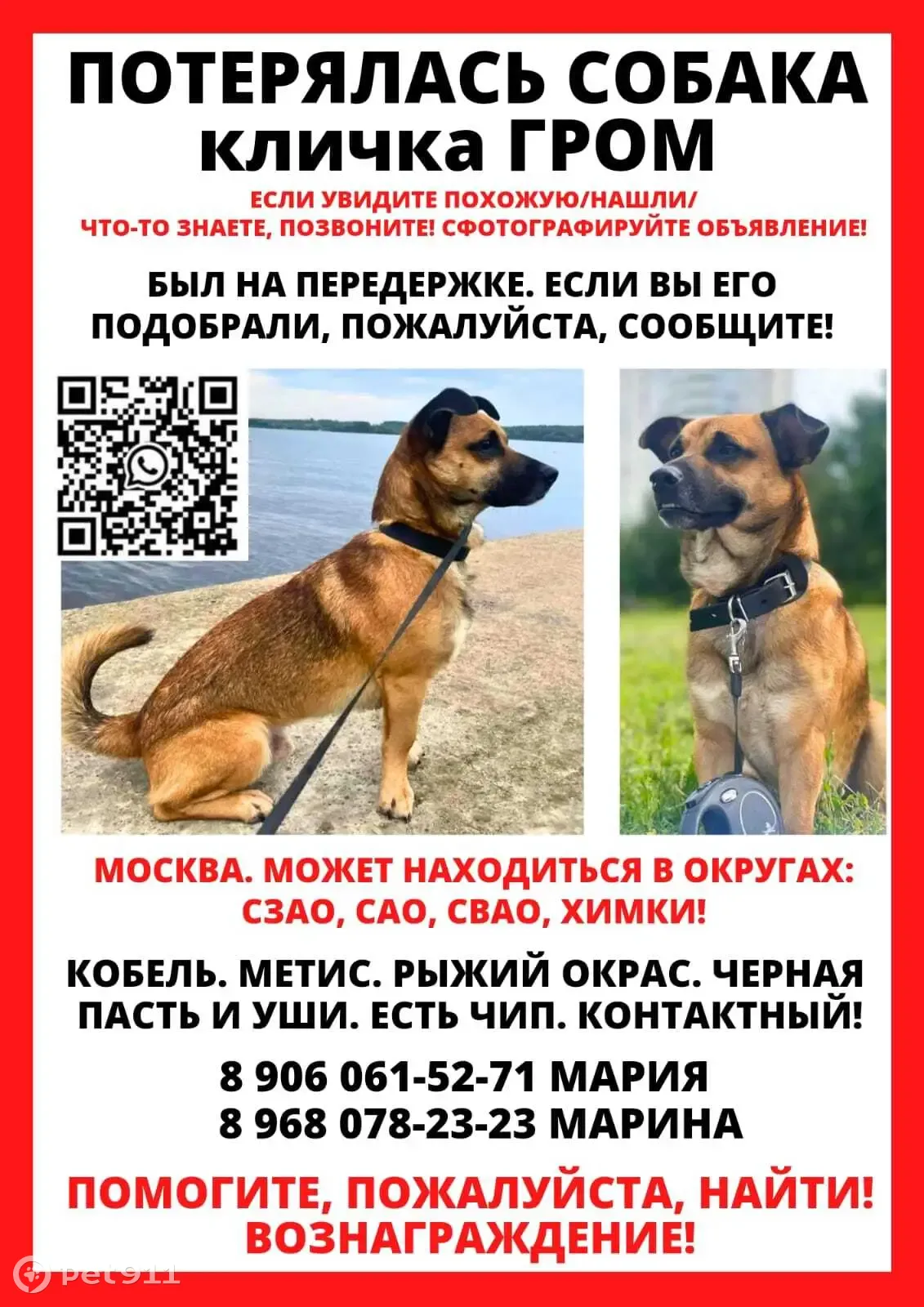 Пропала собака Гром. Ул. Вилиса Лациса, 23 к2, Москва | Pet911.ru