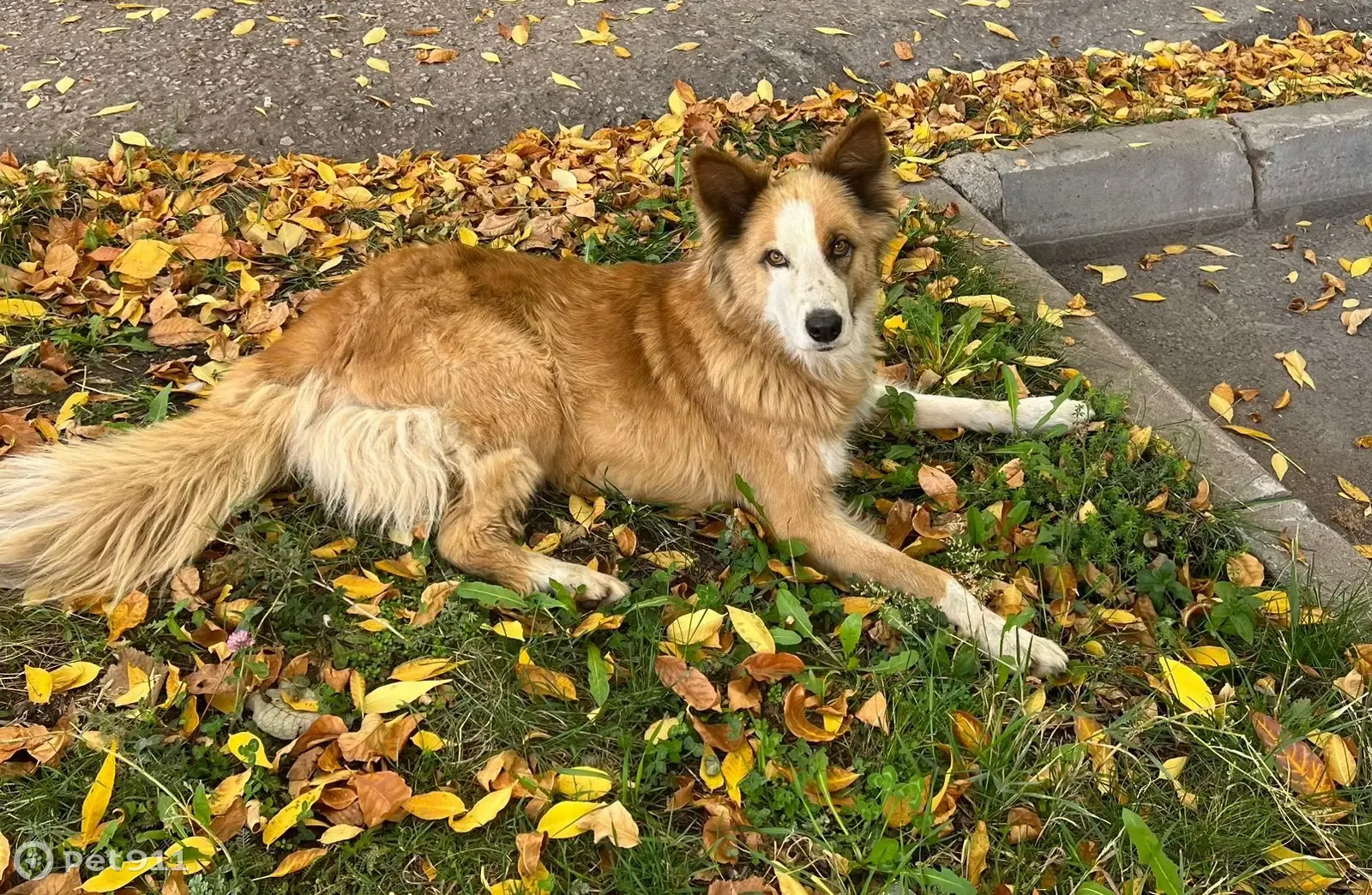 Собака Бордер-Колли на ул. Авроры, 5/1в, Уфа | Pet911.ru