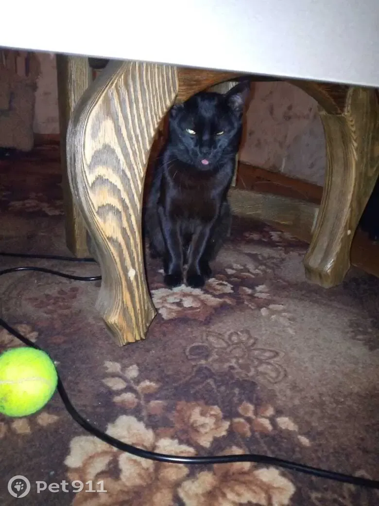 Пропала кошка Гарфилд, ул. Пушкина, 26, Саранск - photo