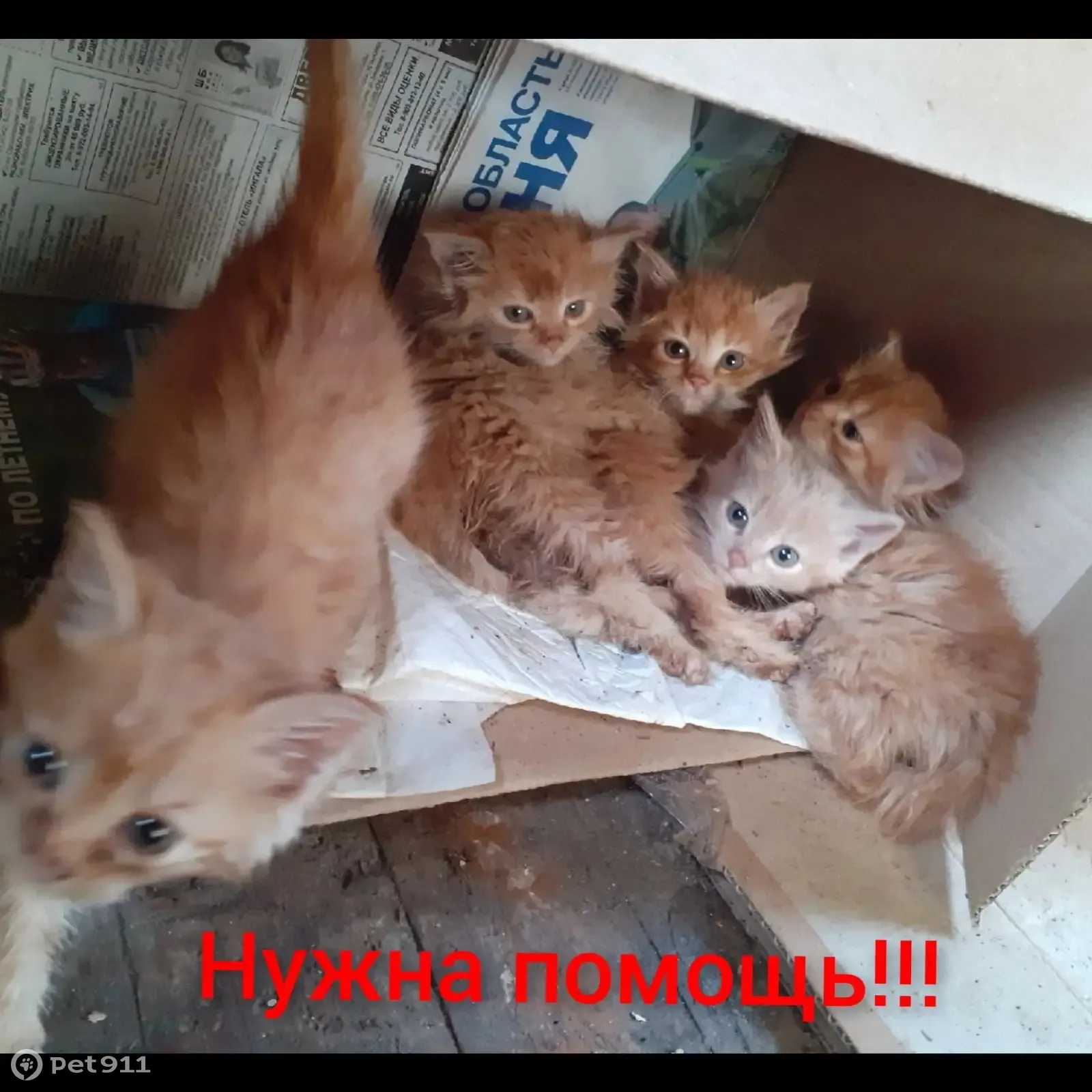 Кошка Малыши в беде! Помощь нужна по адресу: ул. Щорса, 10, Тюмень |  Pet911.ru