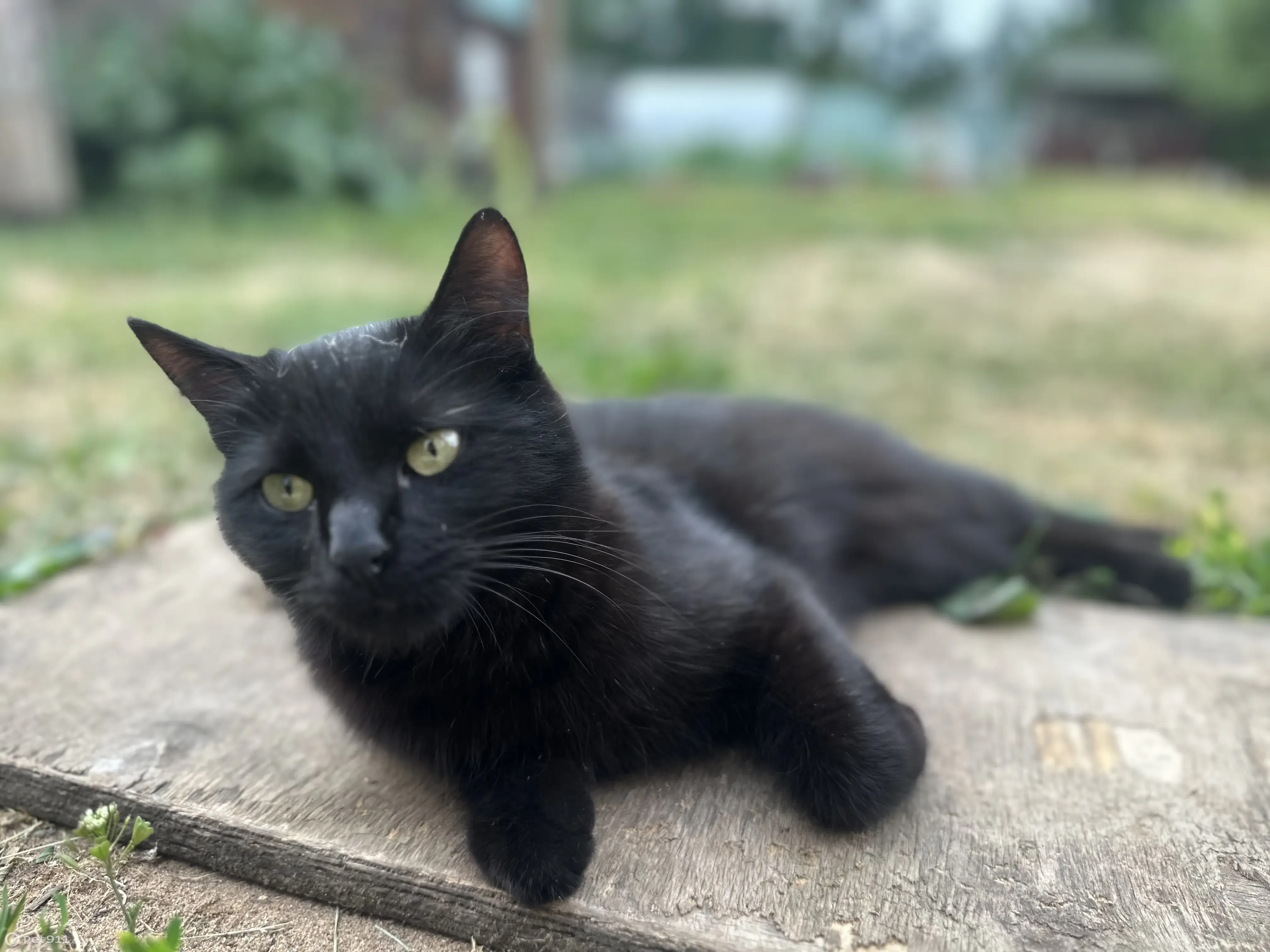 Пропала черная кошка в районе Черемушки, вознаграждение. - photo