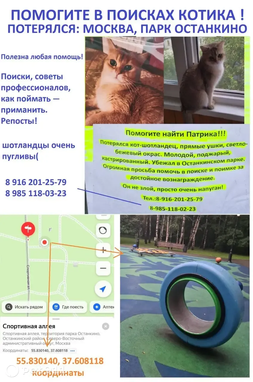 Пропал кот Патрик в Останкино, Москва