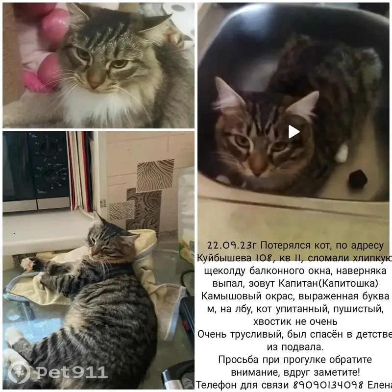 Пропал кот, ул. Куйбышева, 108, Екатеринбург | Pet911.ru