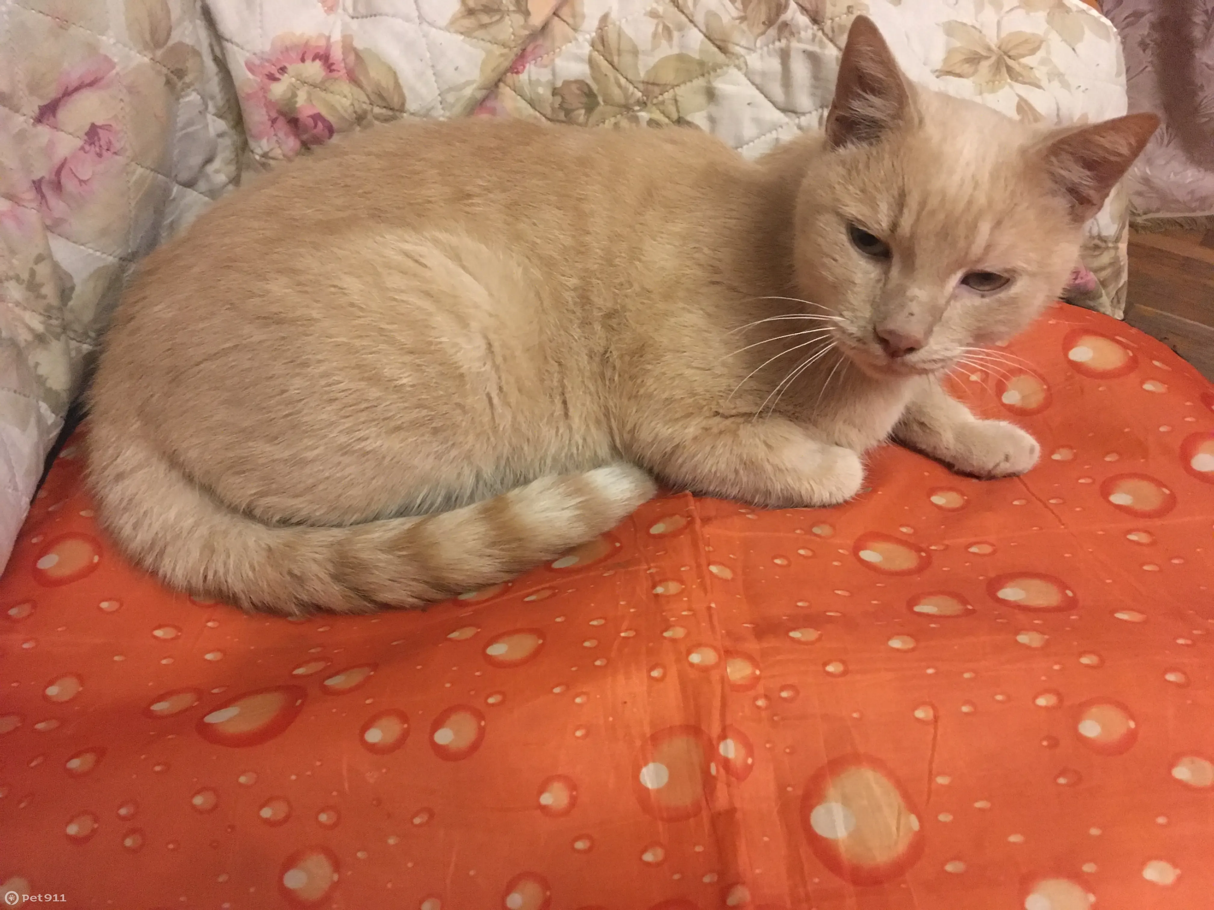 Персиковый окрас у кошек