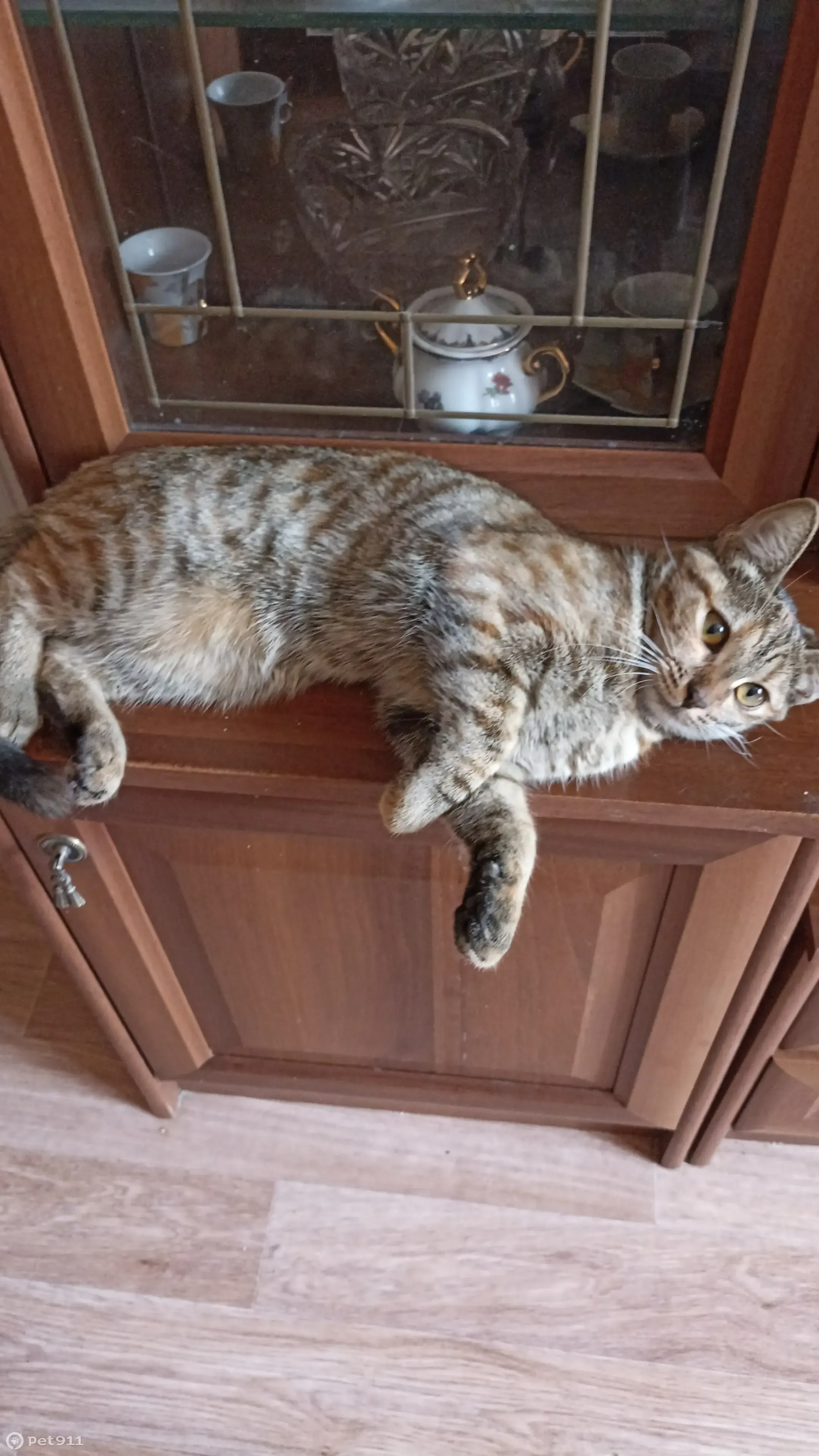 Пропала кошка на Можайском ш., 38 к8, Москва | Pet911.ru