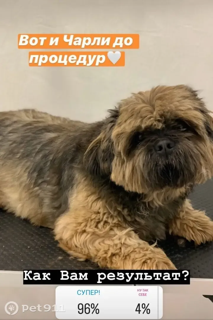 Пропала собака Ши-Тцу, окрас шоколадный, в Белгороде - photo