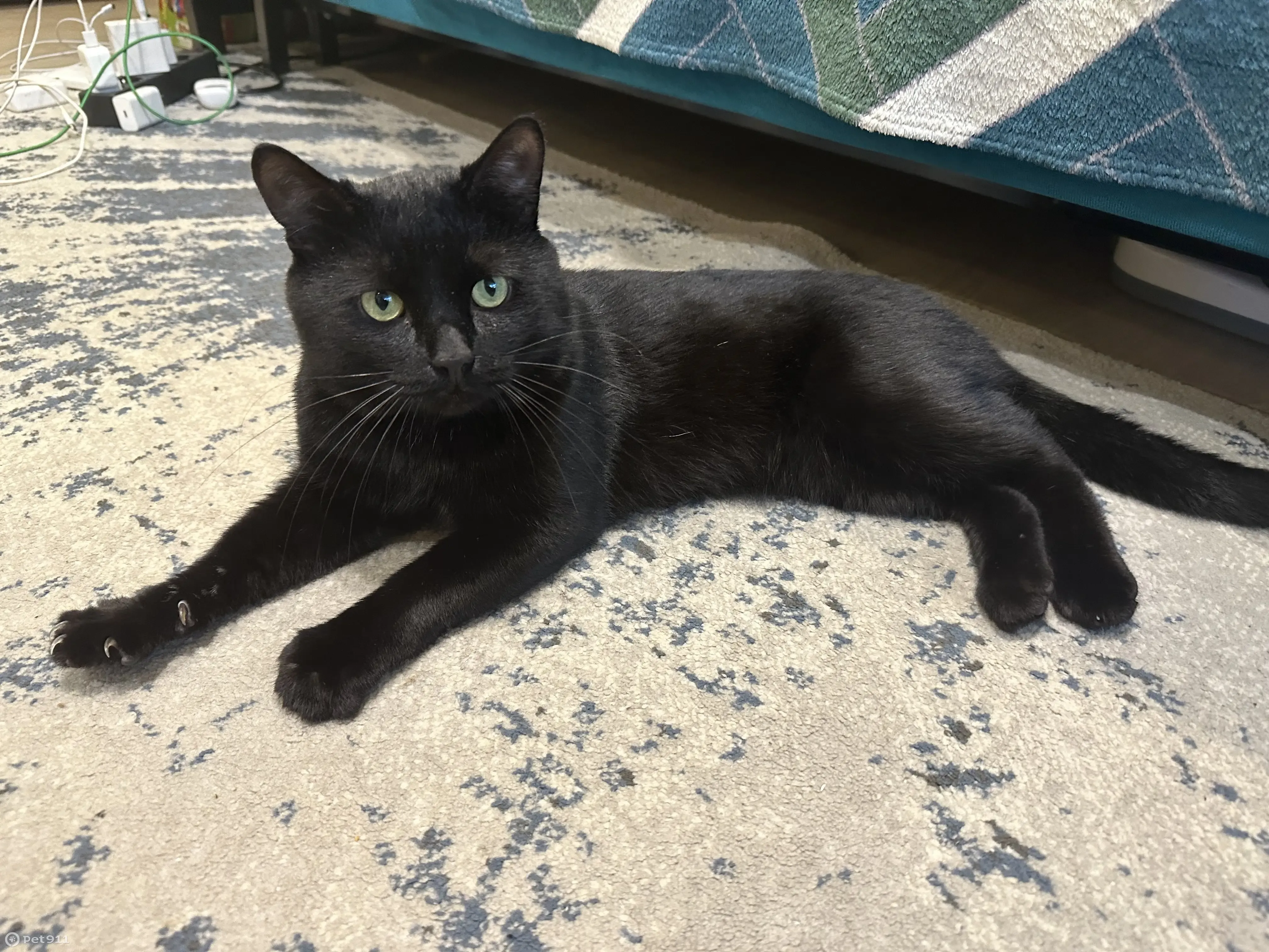 Милая черная кошка - 70 фото