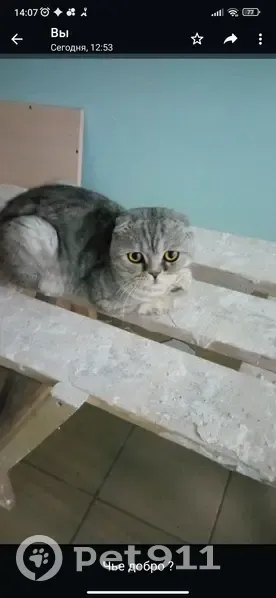 Кошка Шотландец найдена на ул. Шмидта, 158/1, Уфа - photo