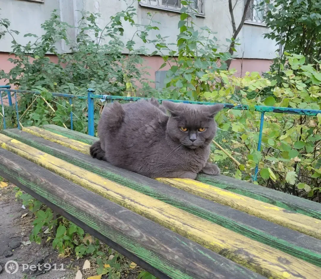 Найдена британская кошка на ул. Космонавта Комарова, 12, Воронеж | Pet911.ru