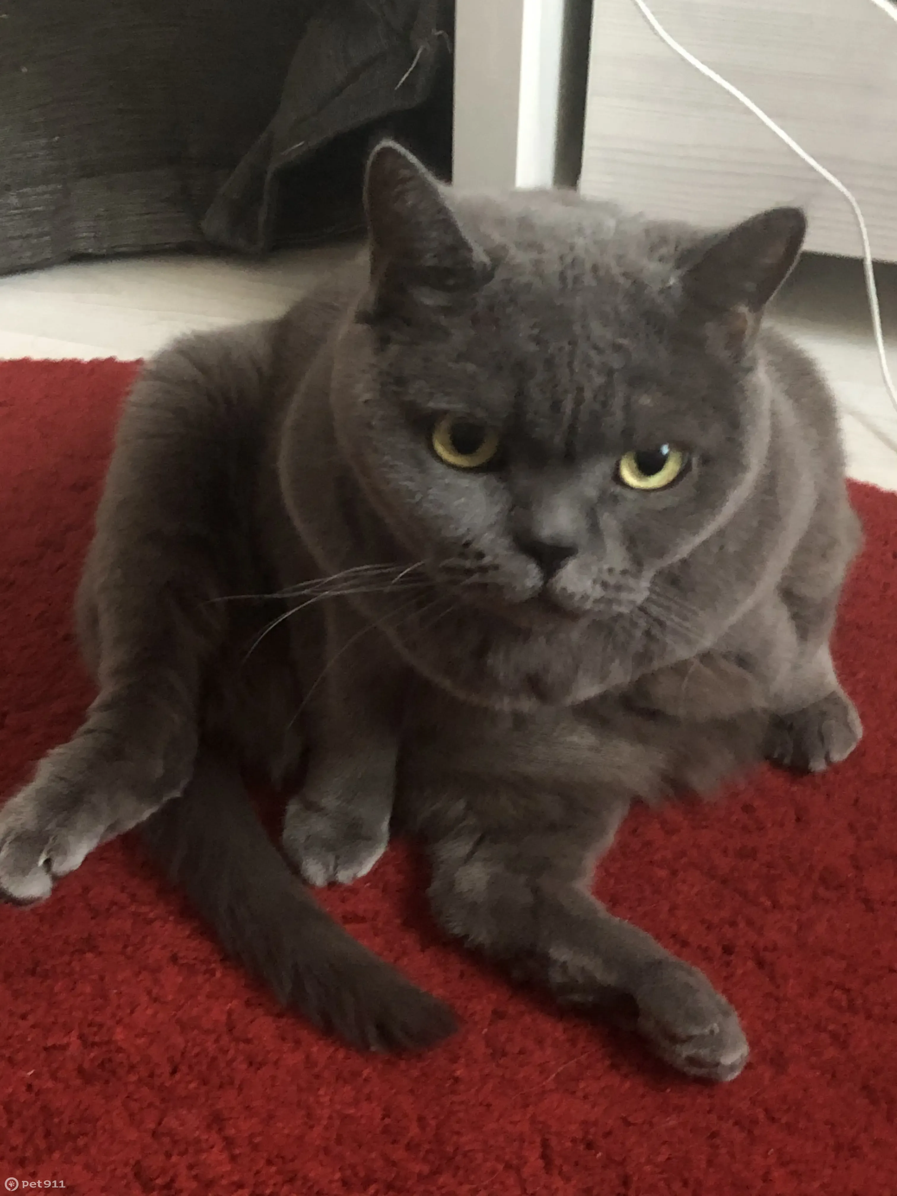 Пропала серая британская кошка Зося, Православная ул., Пыть-Ях - photo