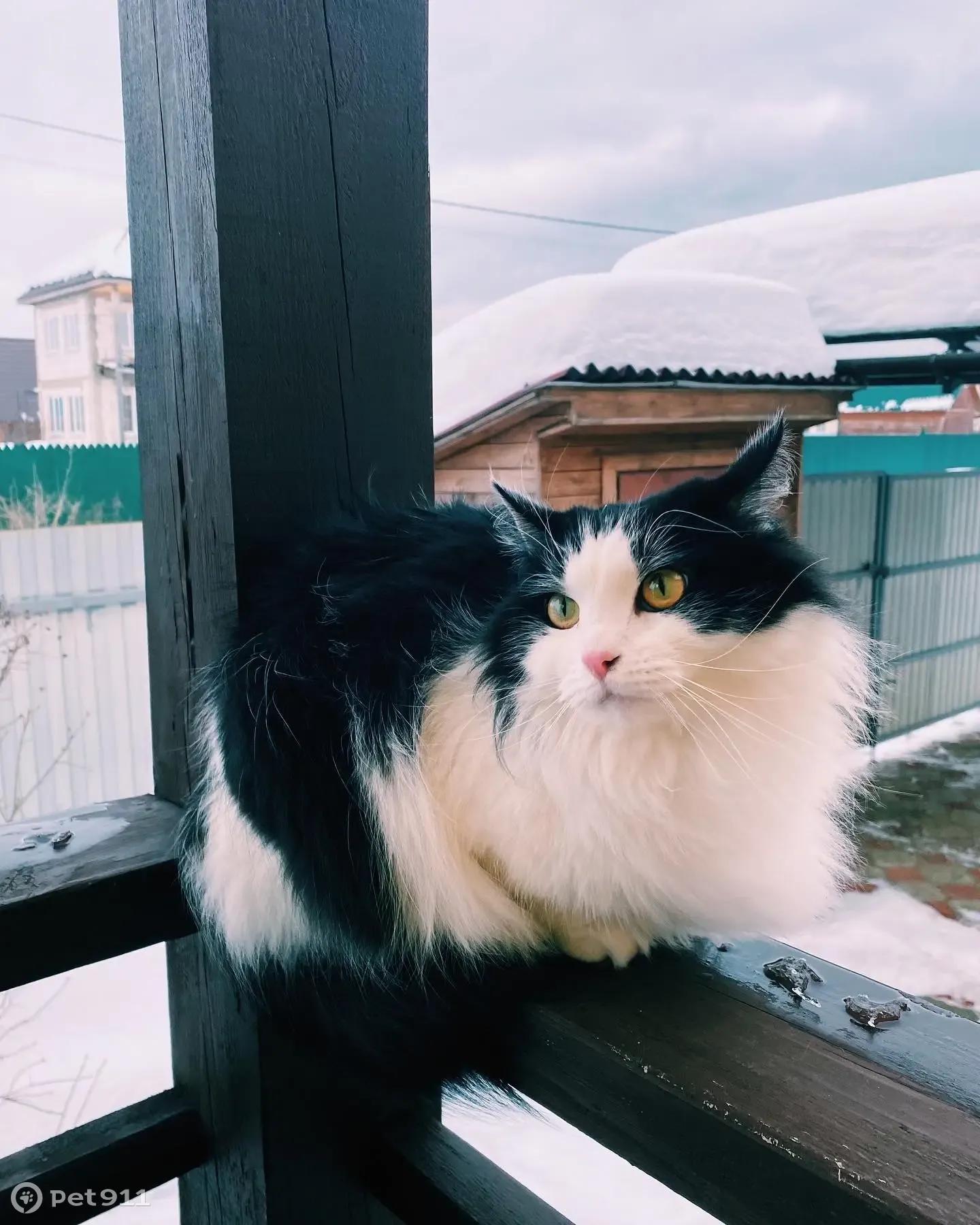 Пропал черно-белый кот с адресником | Pet911.ru
