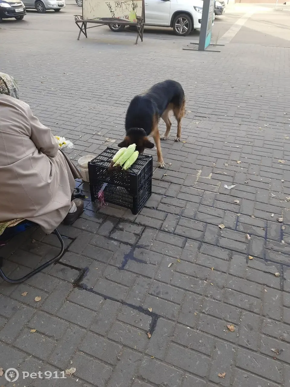 Собака на Плехановской, 13, Воронеж | Pet911.ru