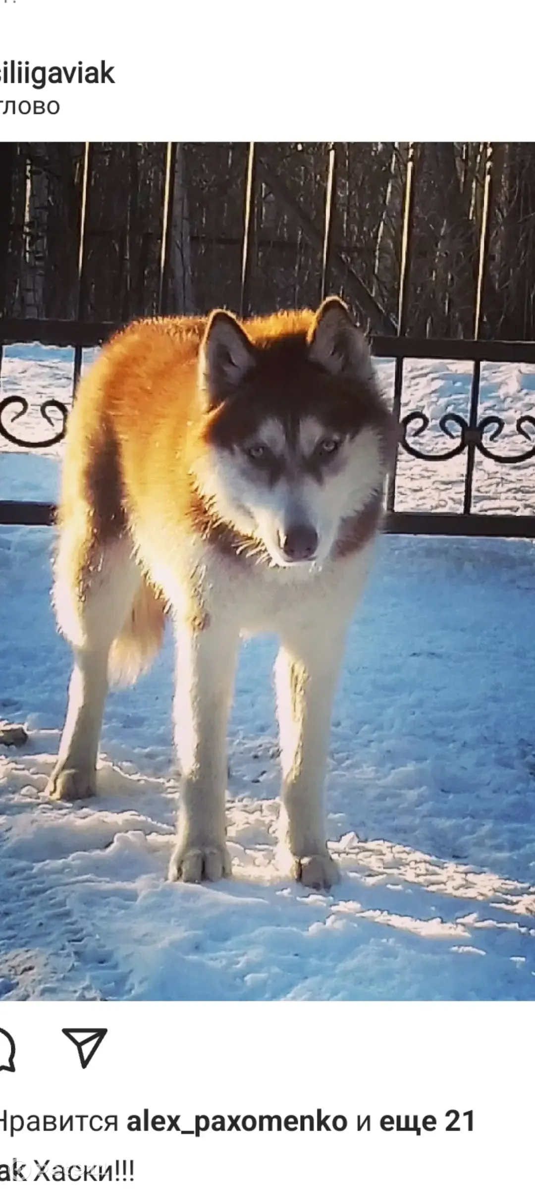 Пропала рыжая хаски в Манушкино, Ленинградская обл. | Pet911.ru