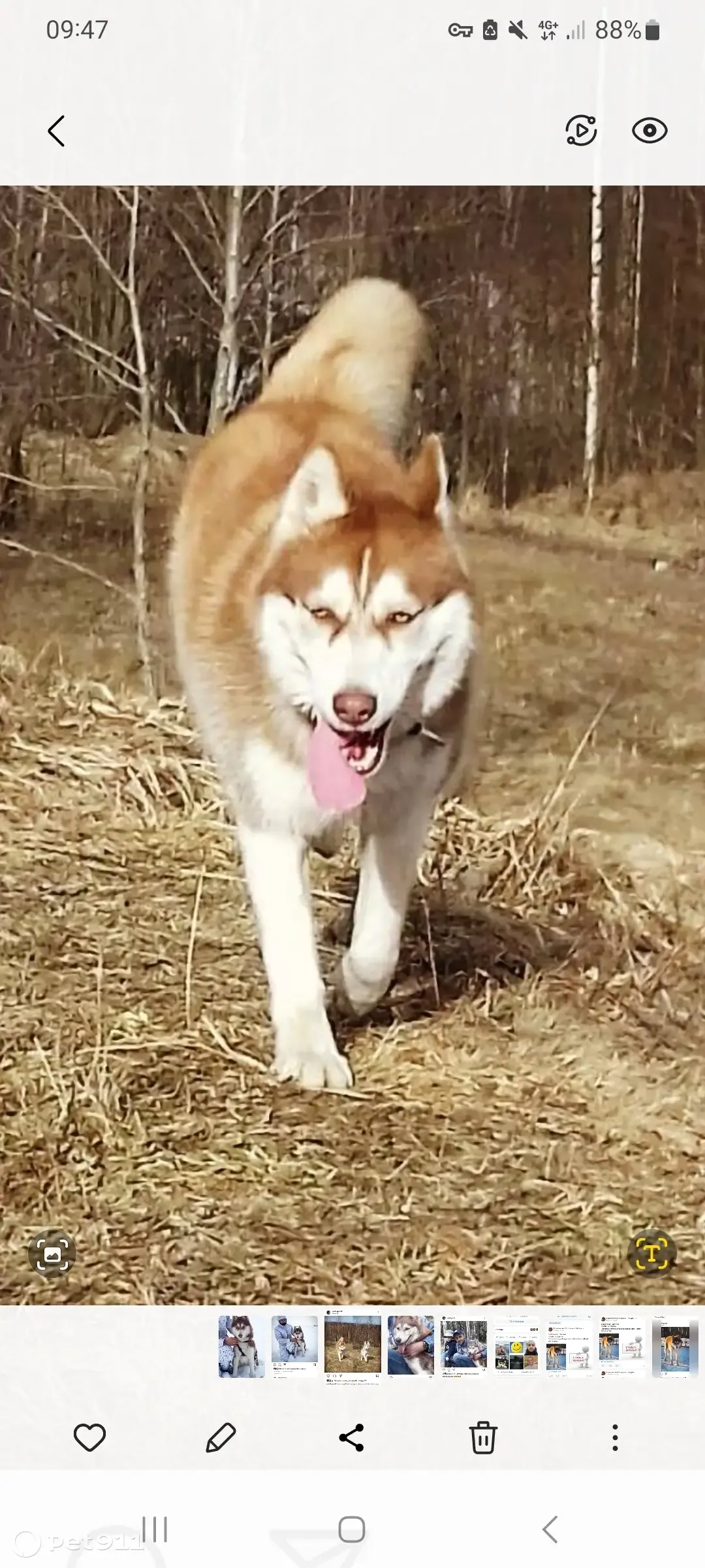 Пропала рыжая хаски в Манушкино, Ленинградская обл. | Pet911.ru