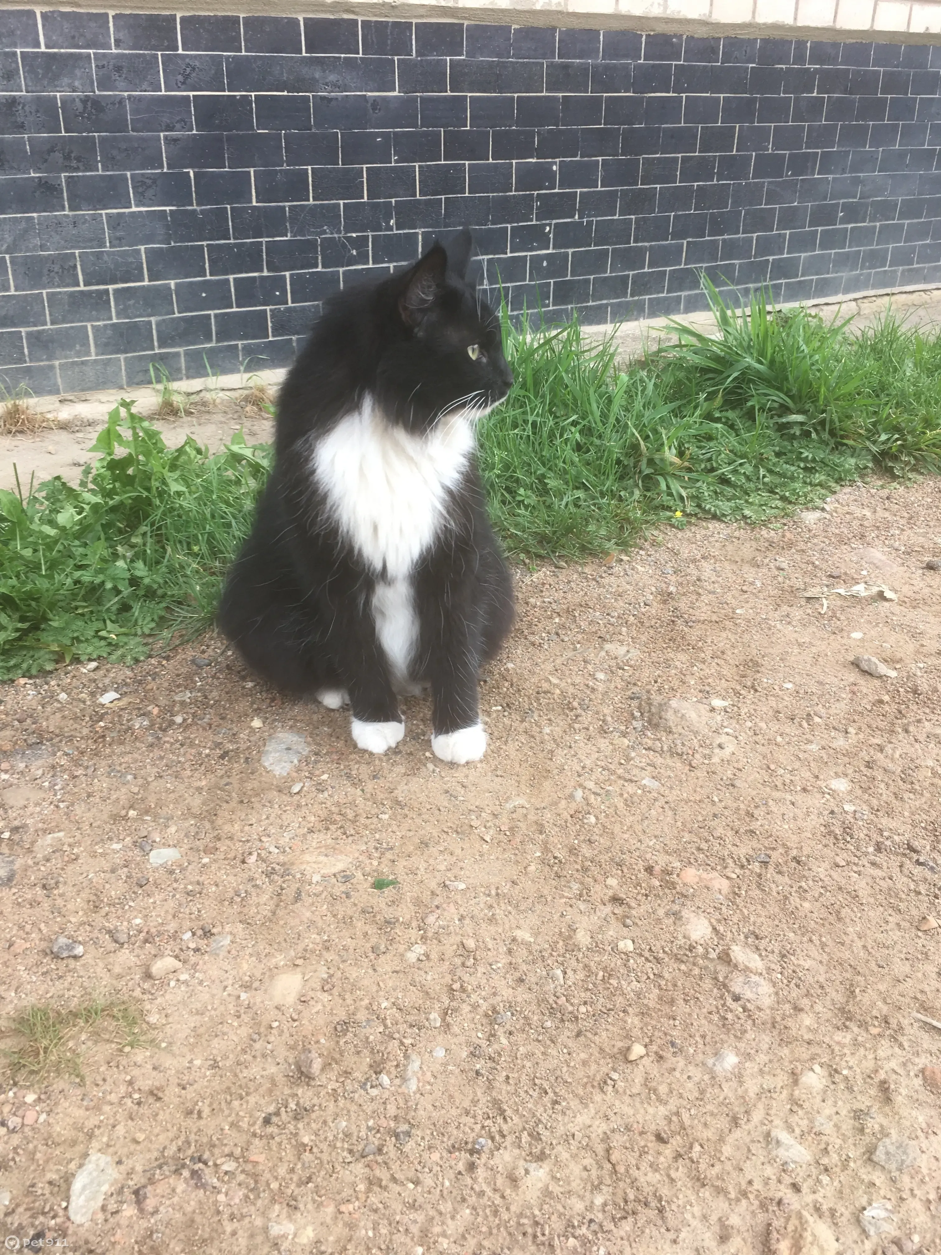 Найдена кошка в Ломоносове, ул. Швейцарская, 1 | Pet911.ru