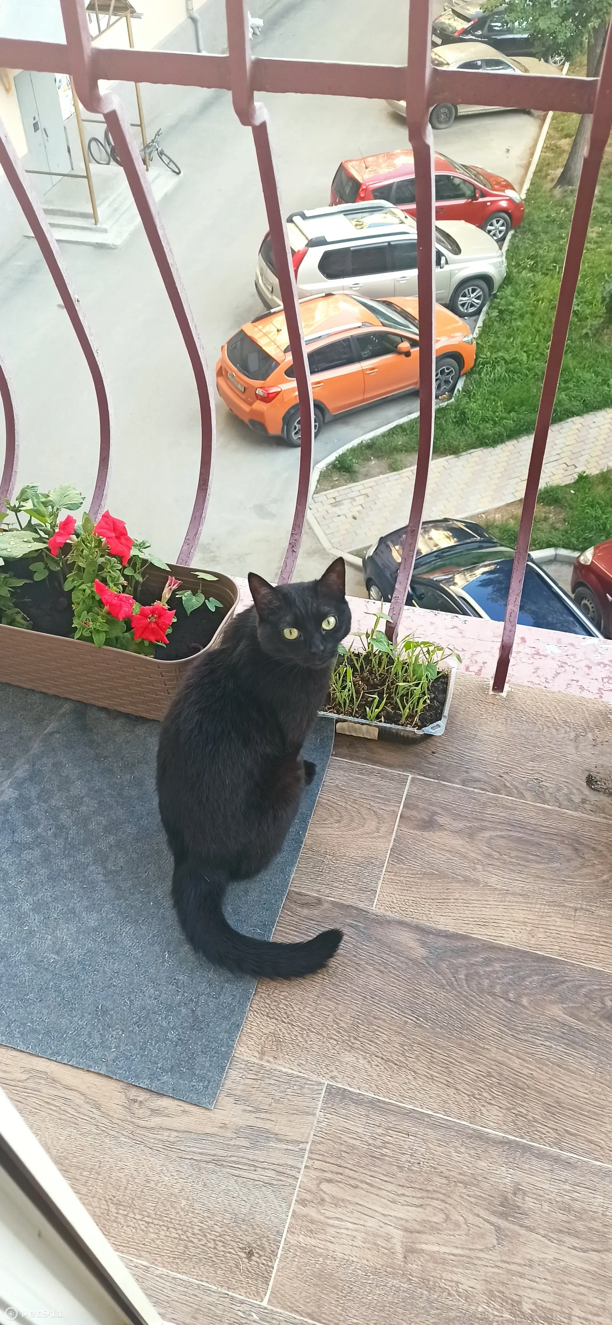 Пропала черная кошка, Соня. Верните за вознаграждение. Первомайская 76, Екатеринбург. - photo