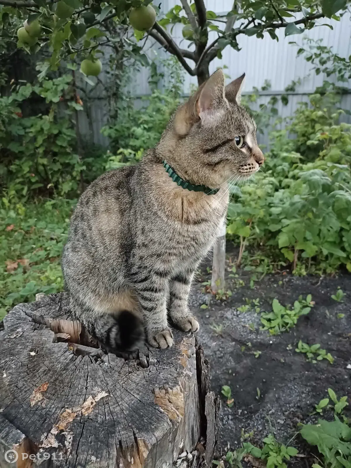 Пропала кошка Мотя в Сорокиных Хуторах, Самара | Pet911.ru