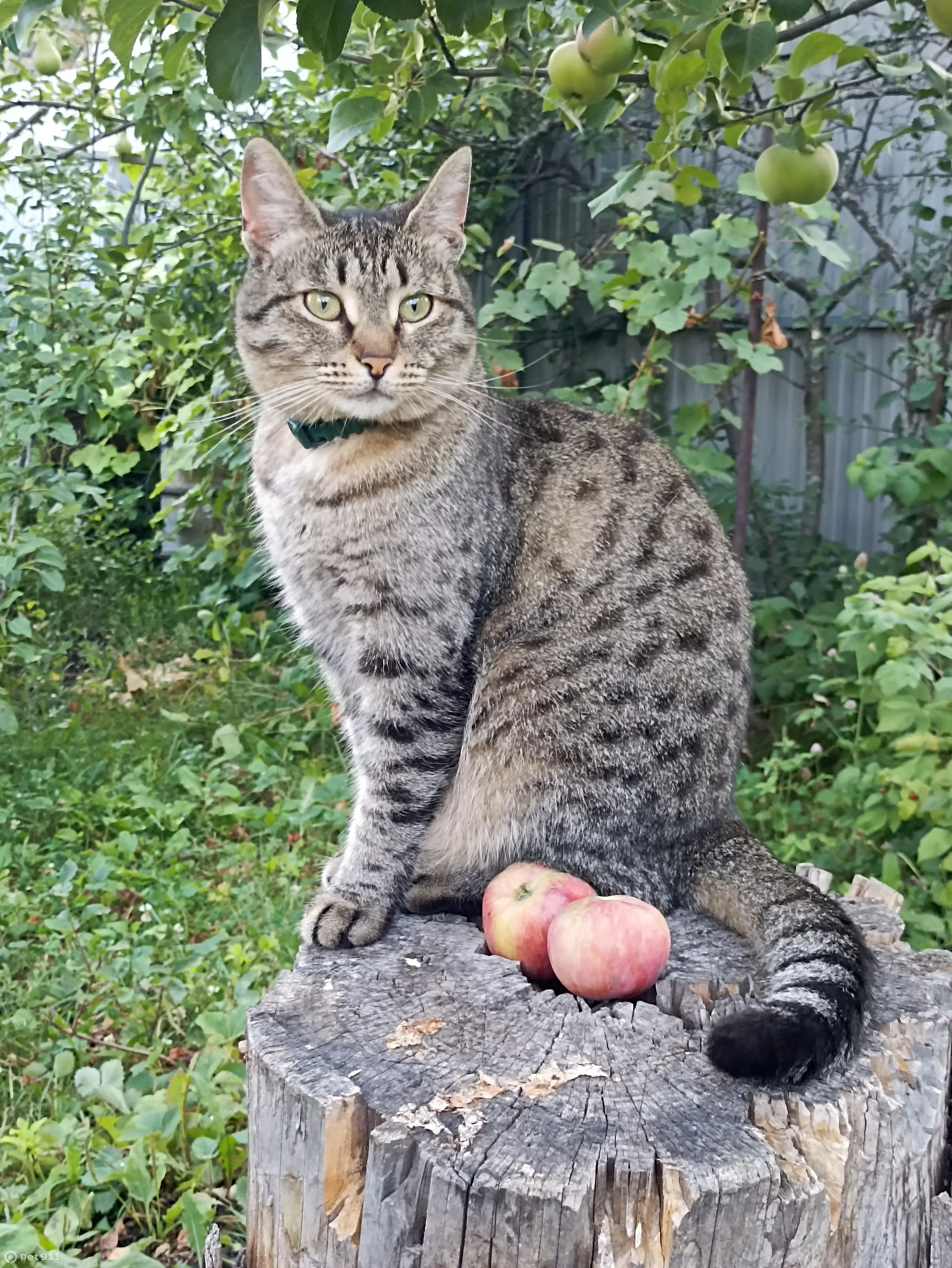 Пропала кошка Мотя в Сорокиных Хуторах, Самара | Pet911.ru