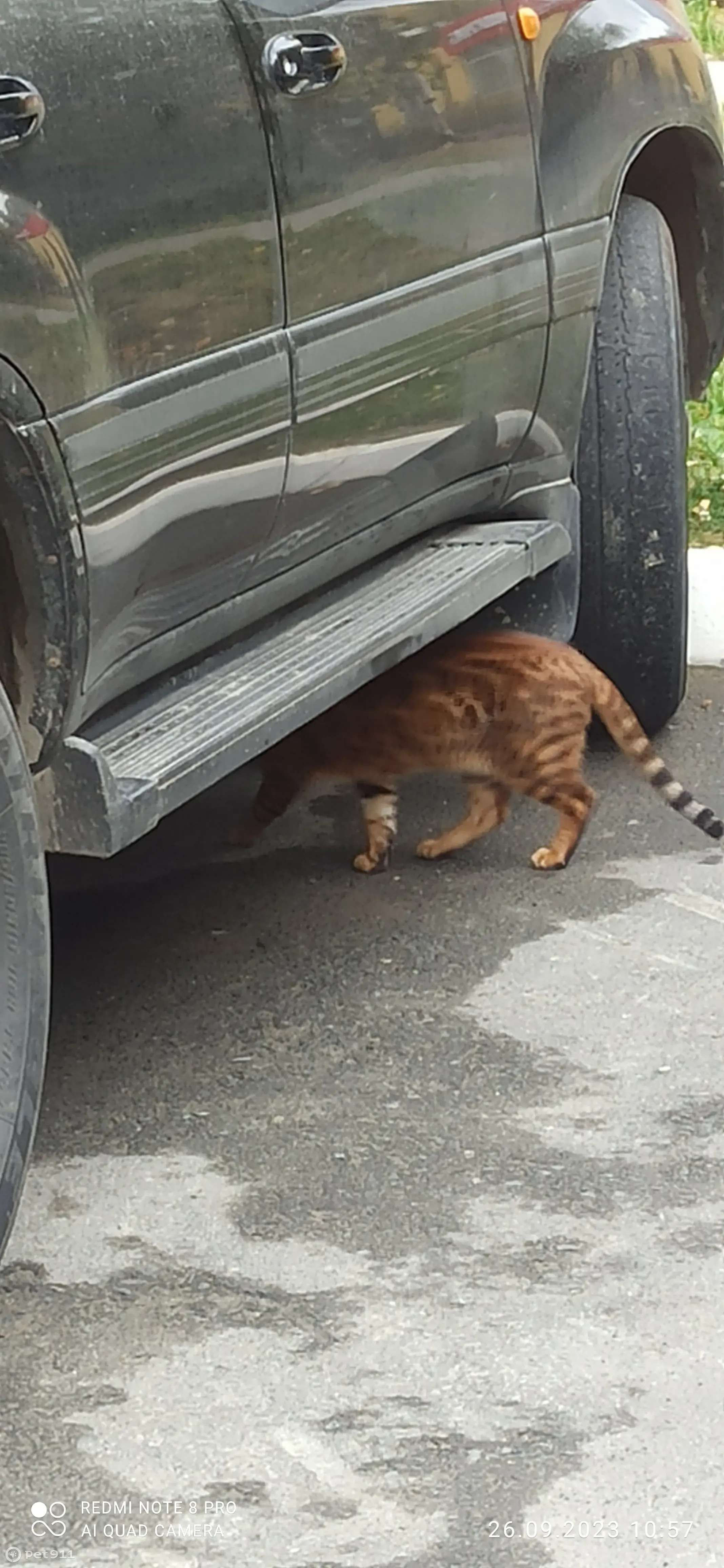 Найдена кошка на ул. Кузнецова, 26, Заречный | Pet911.ru