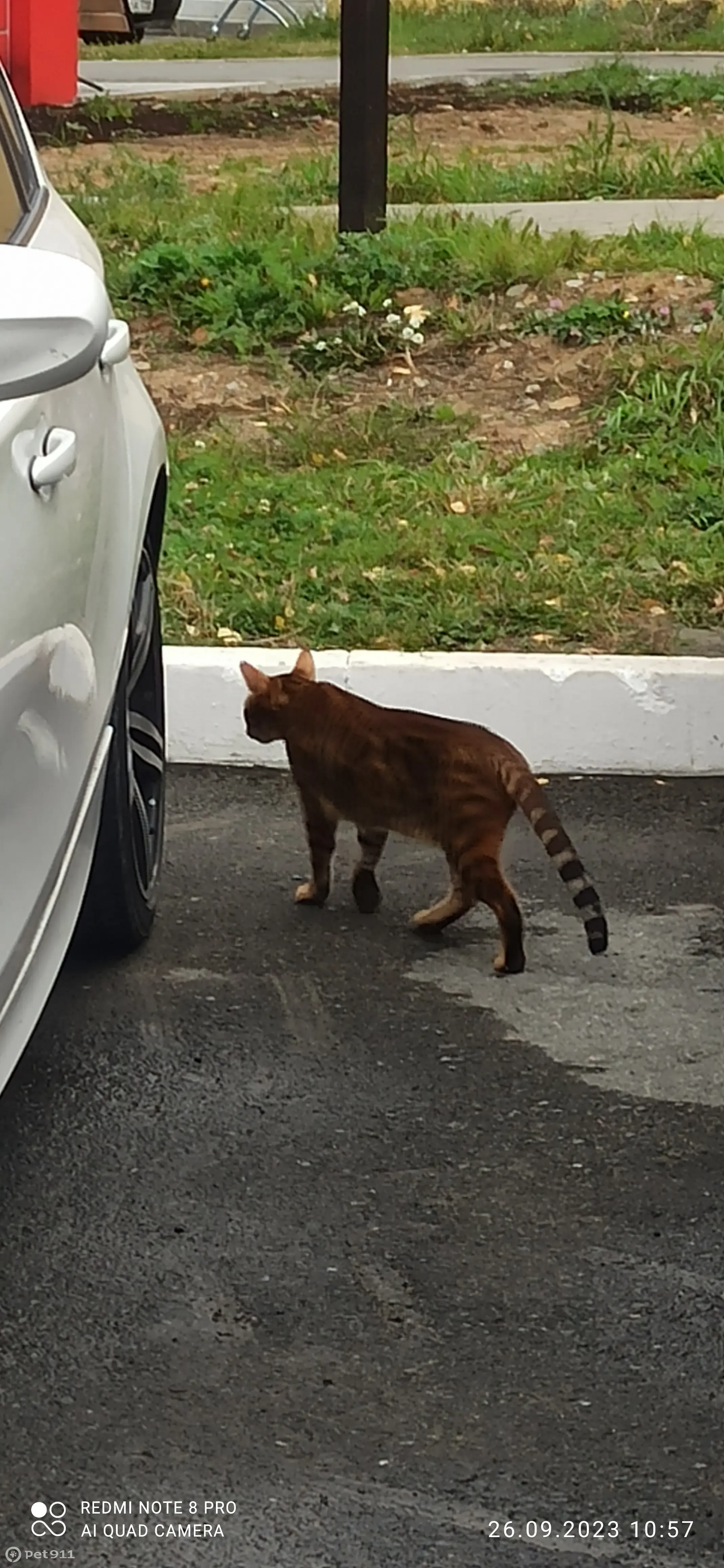 Найдена кошка на ул. Кузнецова, 26, Заречный | Pet911.ru