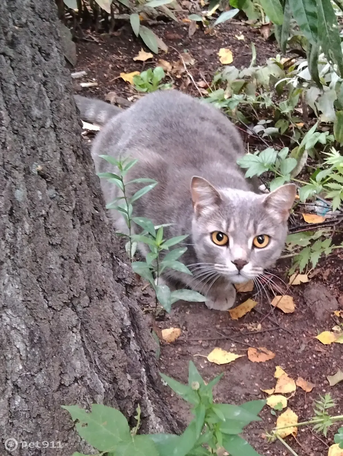 Найдена кошка, адрес: ул. Ивана Черных, 109/4, Томск | Pet911.ru