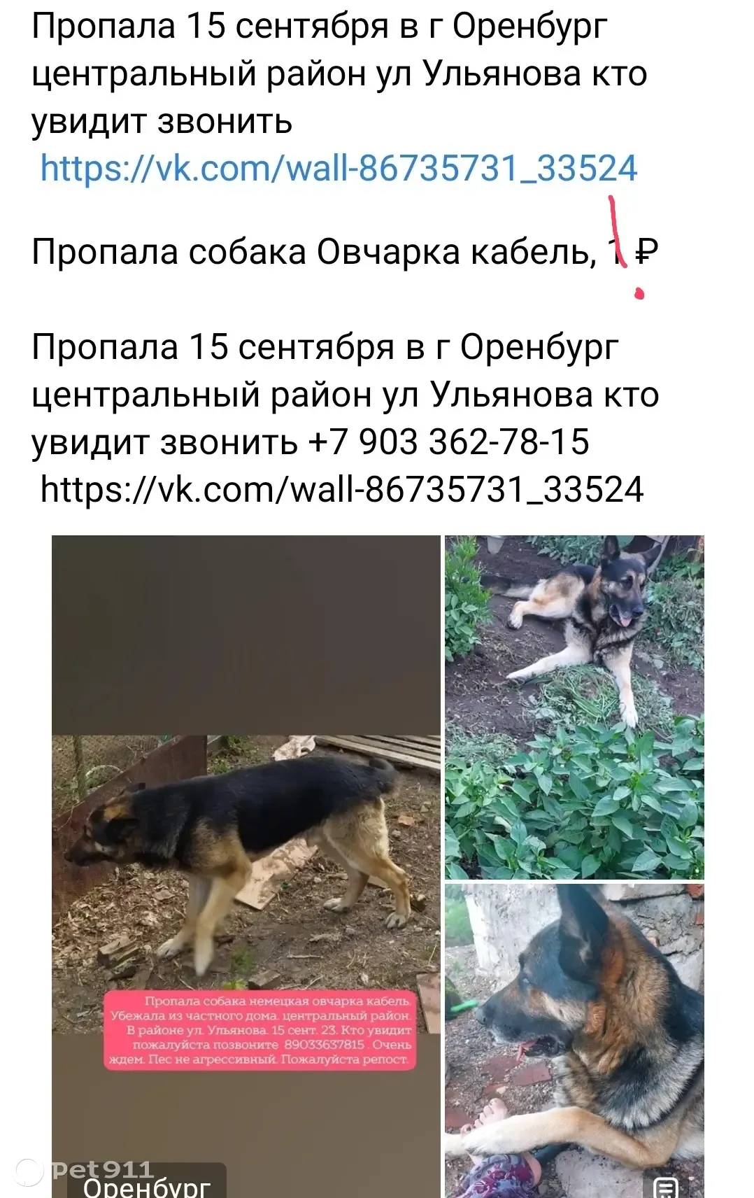 Пропала собака Овчарка мальчик на ул. Ульянова, 16А, Оренбург | Pet911.ru