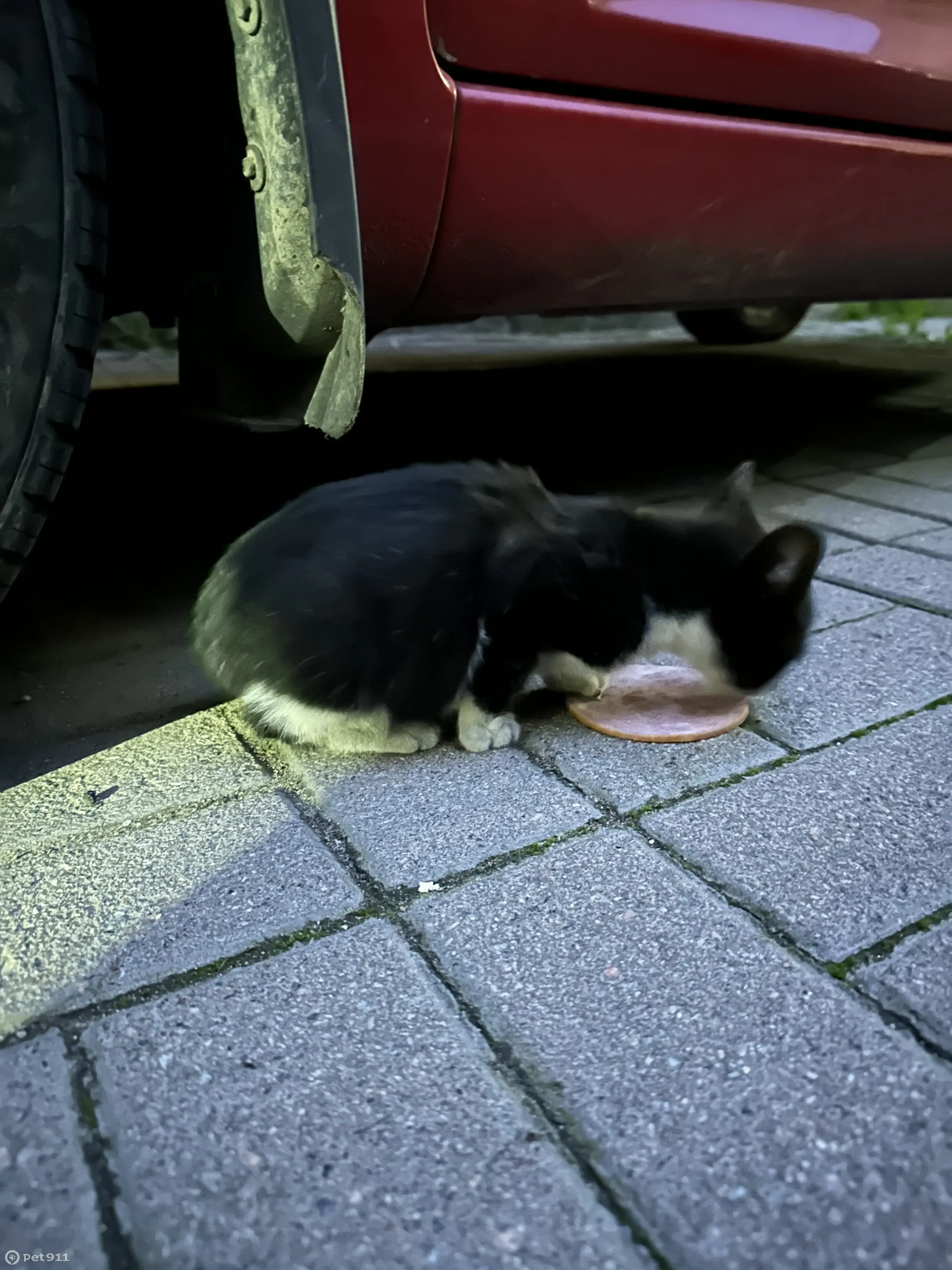 Найден котенок на Разъезжей ул., 17, СПб | Pet911.ru