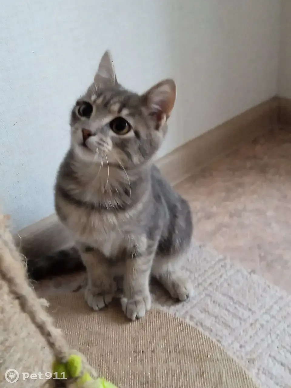 Найден трехмесячный котенок на ул. Ленской, Томск | Pet911.ru