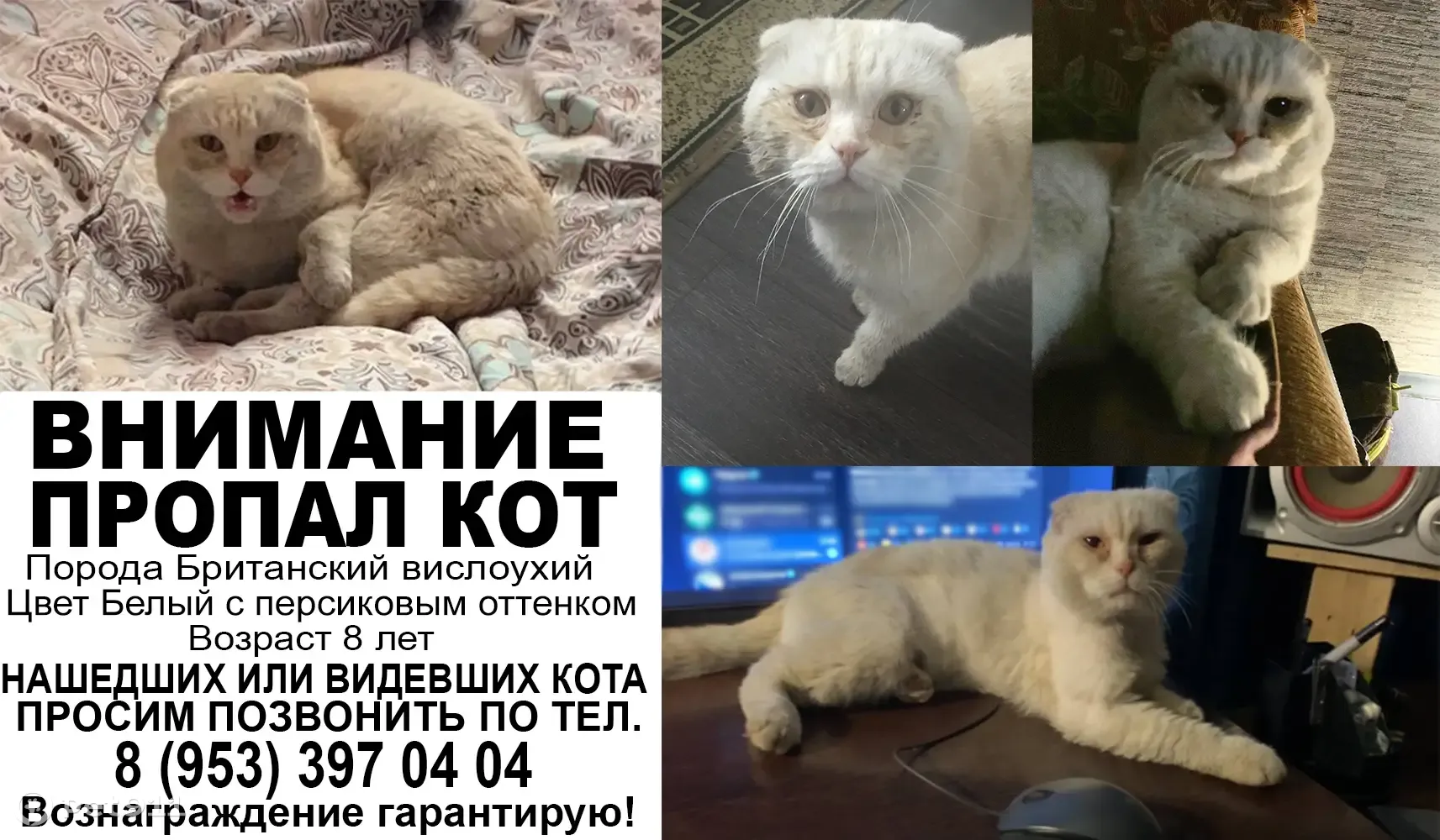 Пропал кот, ул. Косенкова 10, Омск. Вознаграждение! | Pet911.ru