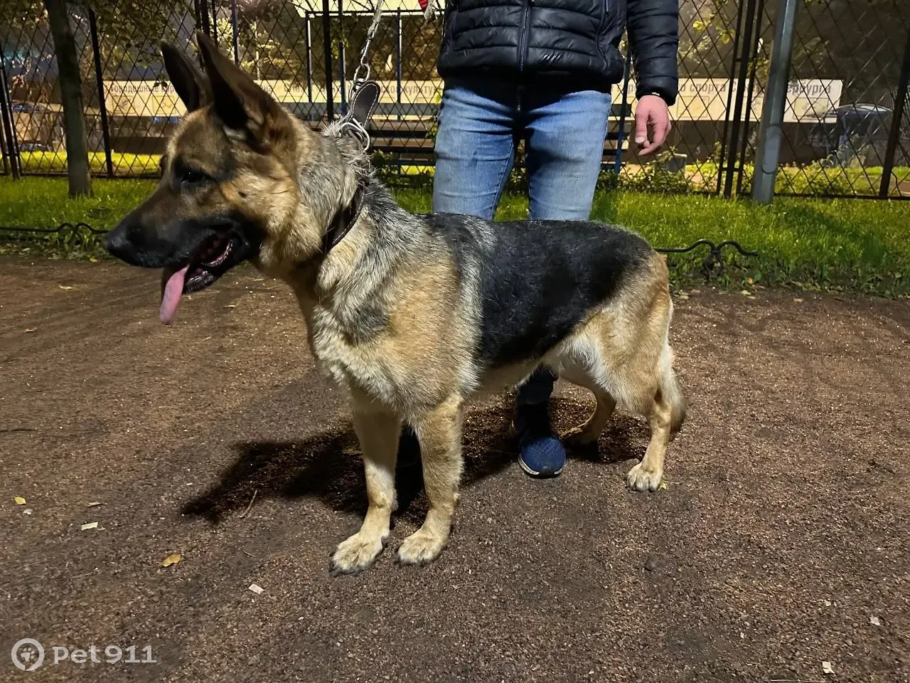 Собака овчарка найдена у метро Лиговский проспект - photo