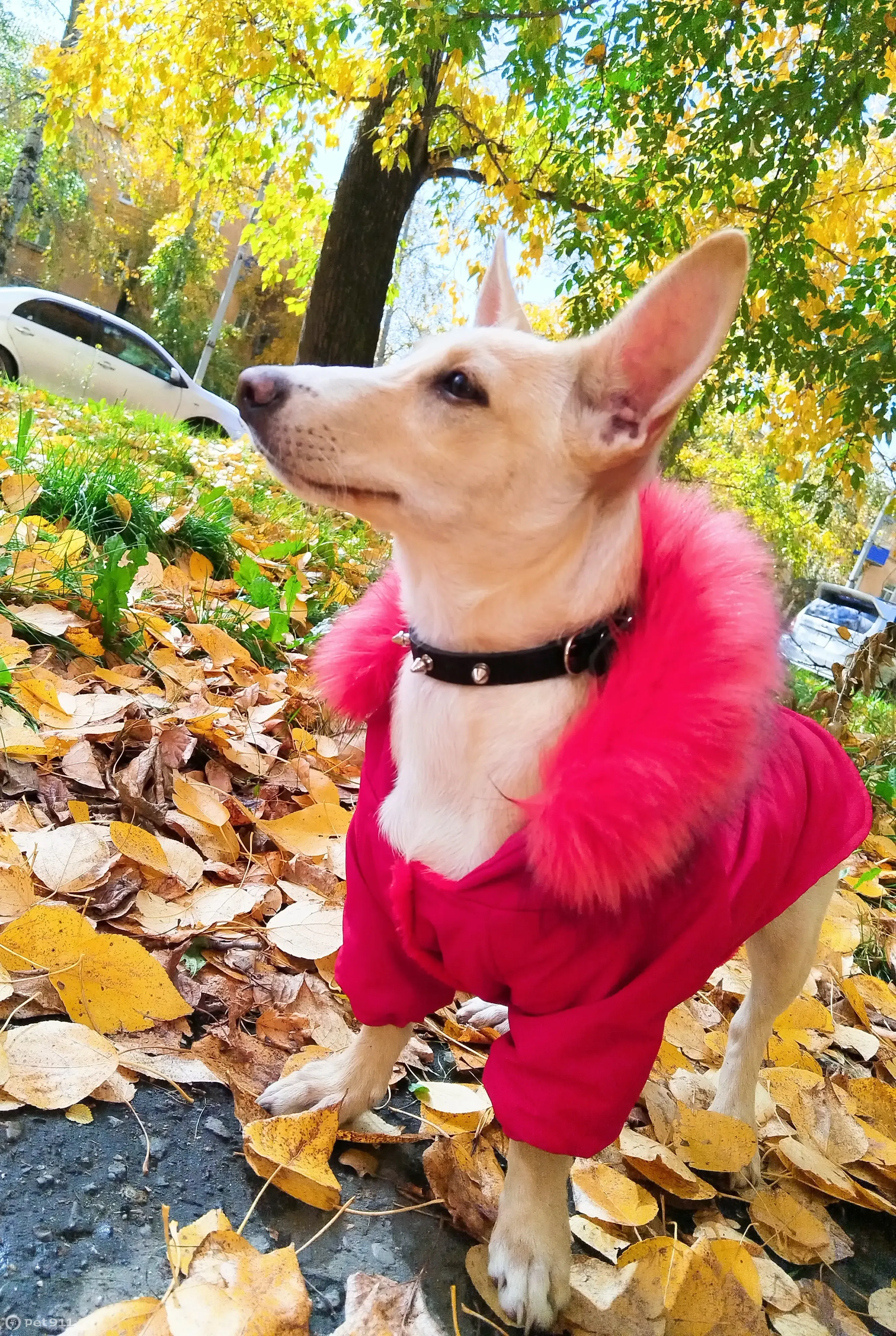 Собака нашлась в ТЦ Победа, проспект Победы, 57 - photo