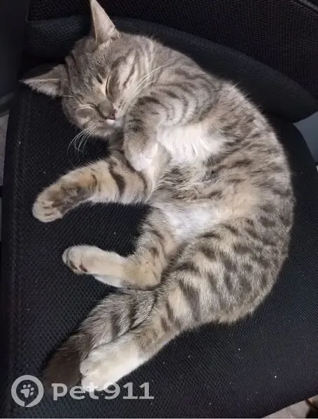 Найдена кошка на Осташковском шоссе, Московская область - photo