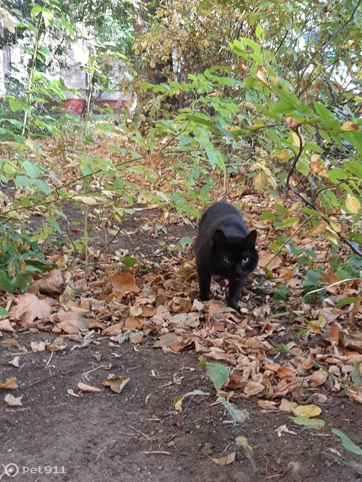 Найден черный кот, ул. Юных Ленинцев, 79 к3, Москва | Pet911.ru