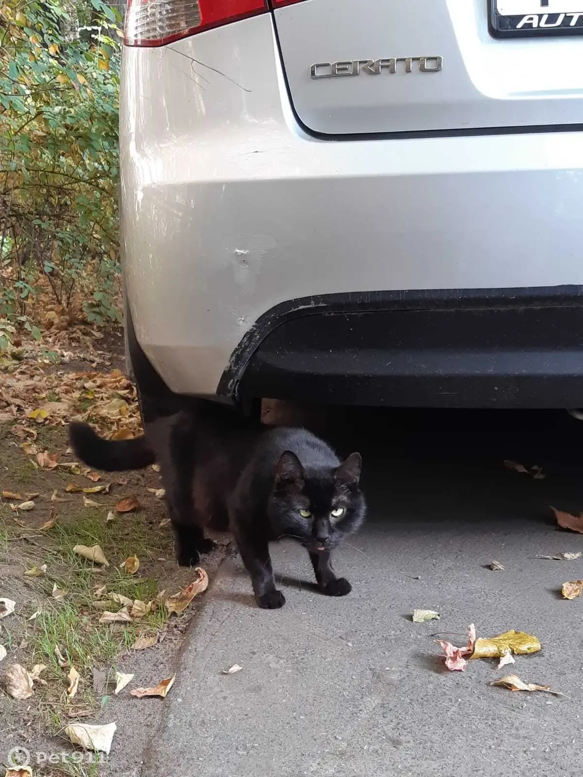 Найден черный кот, ул. Юных Ленинцев, 79 к3, Москва | Pet911.ru