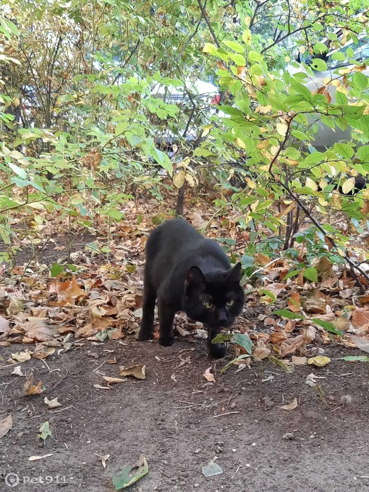 Найден черный кот, ул. Юных Ленинцев, 79 к3, Москва | Pet911.ru