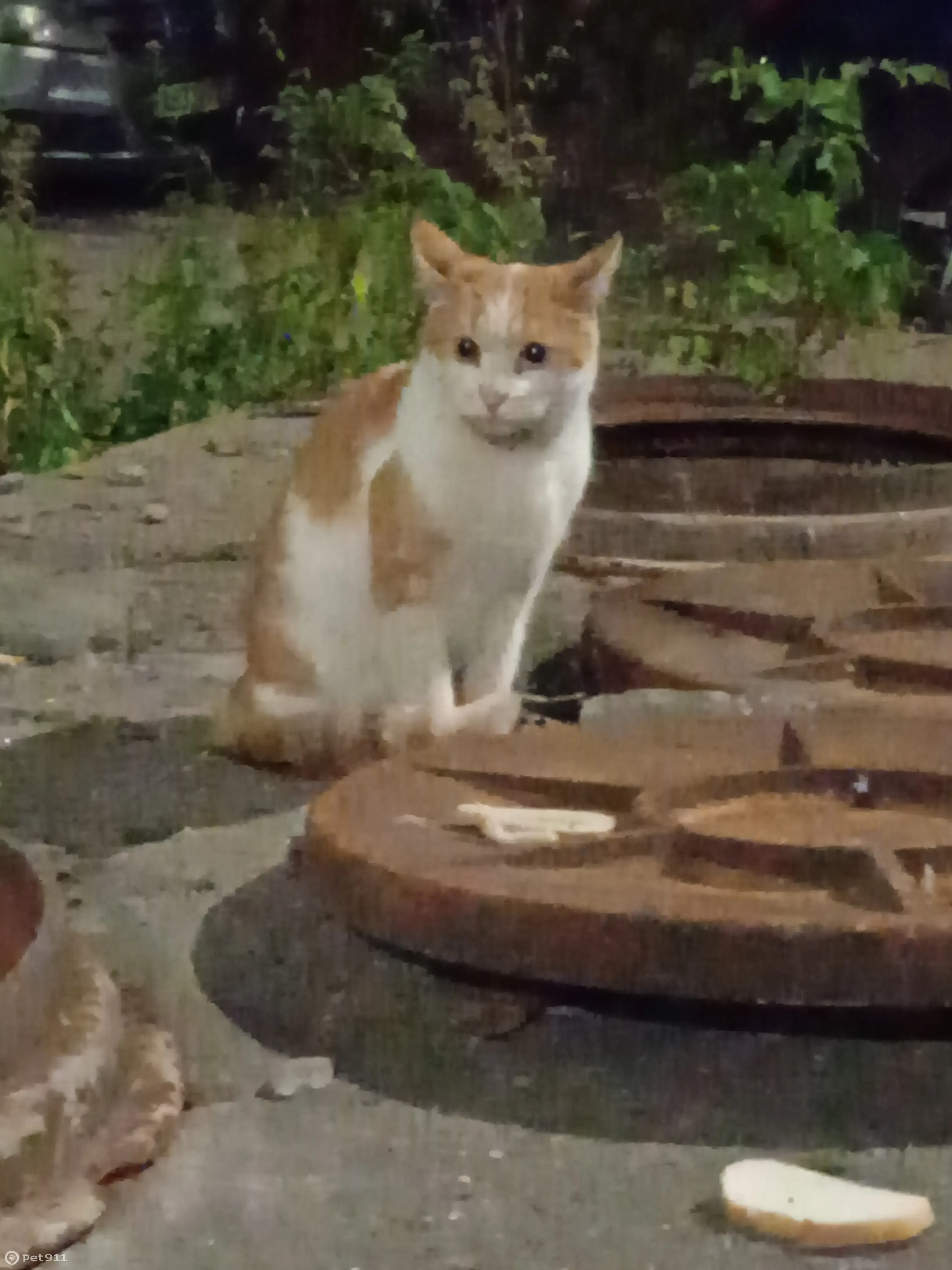 Найдена кошка на Молитовской улице, Н. Новгород - photo