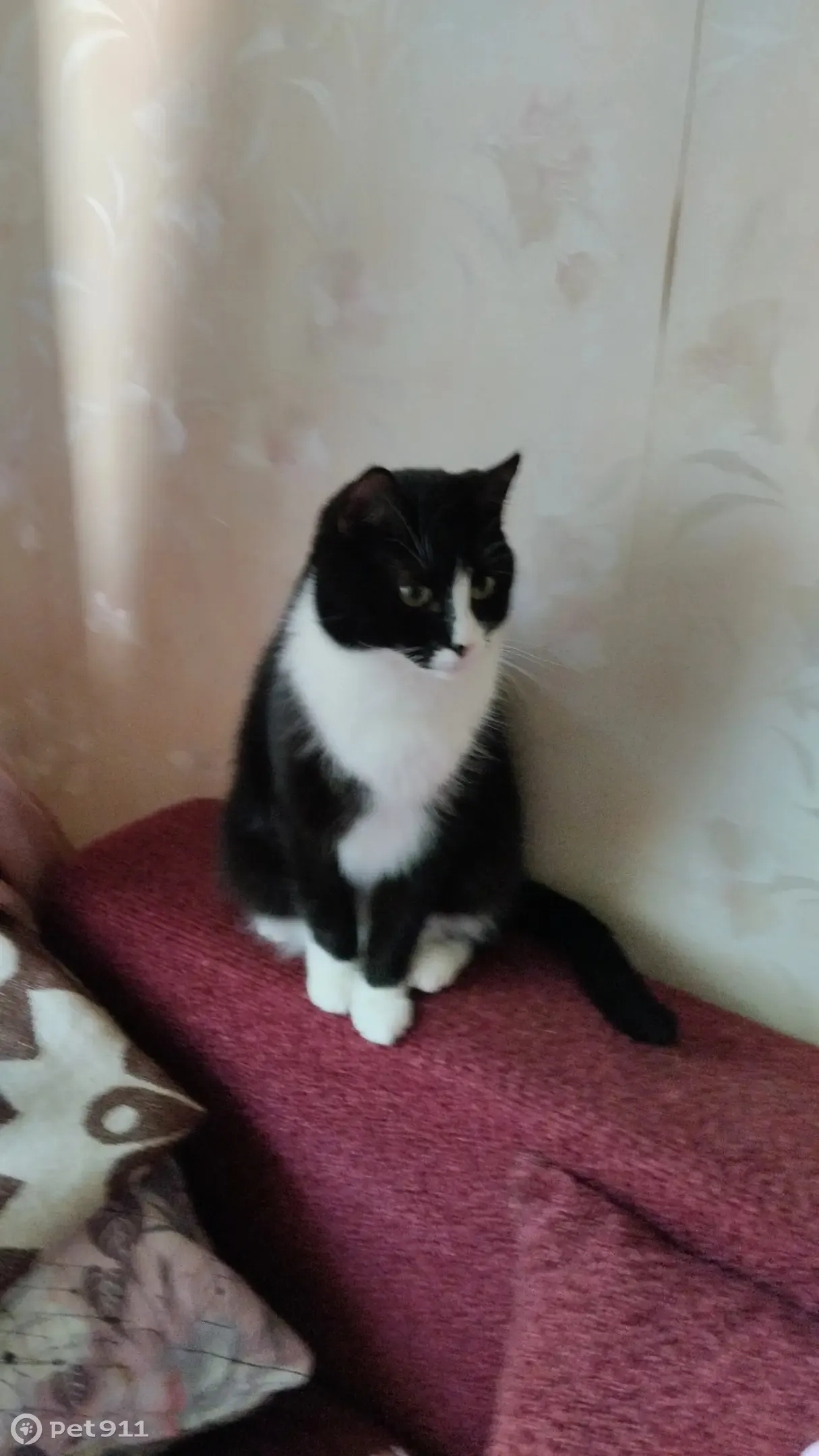 Пропал кот Прохор, ул. Турку, 17 к2, СПб - photo