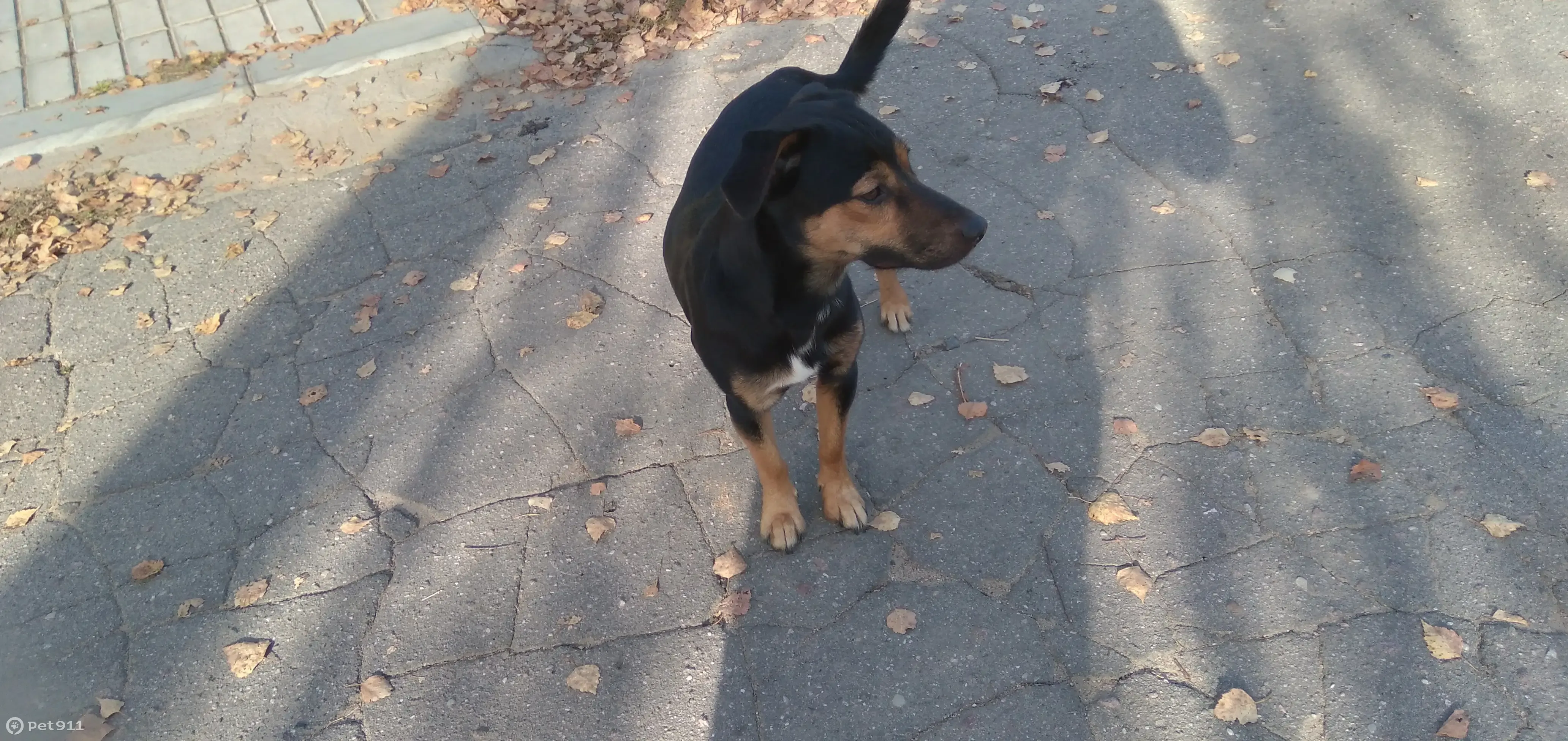 Собака Кобель найдена в Саввинской Слободе - photo