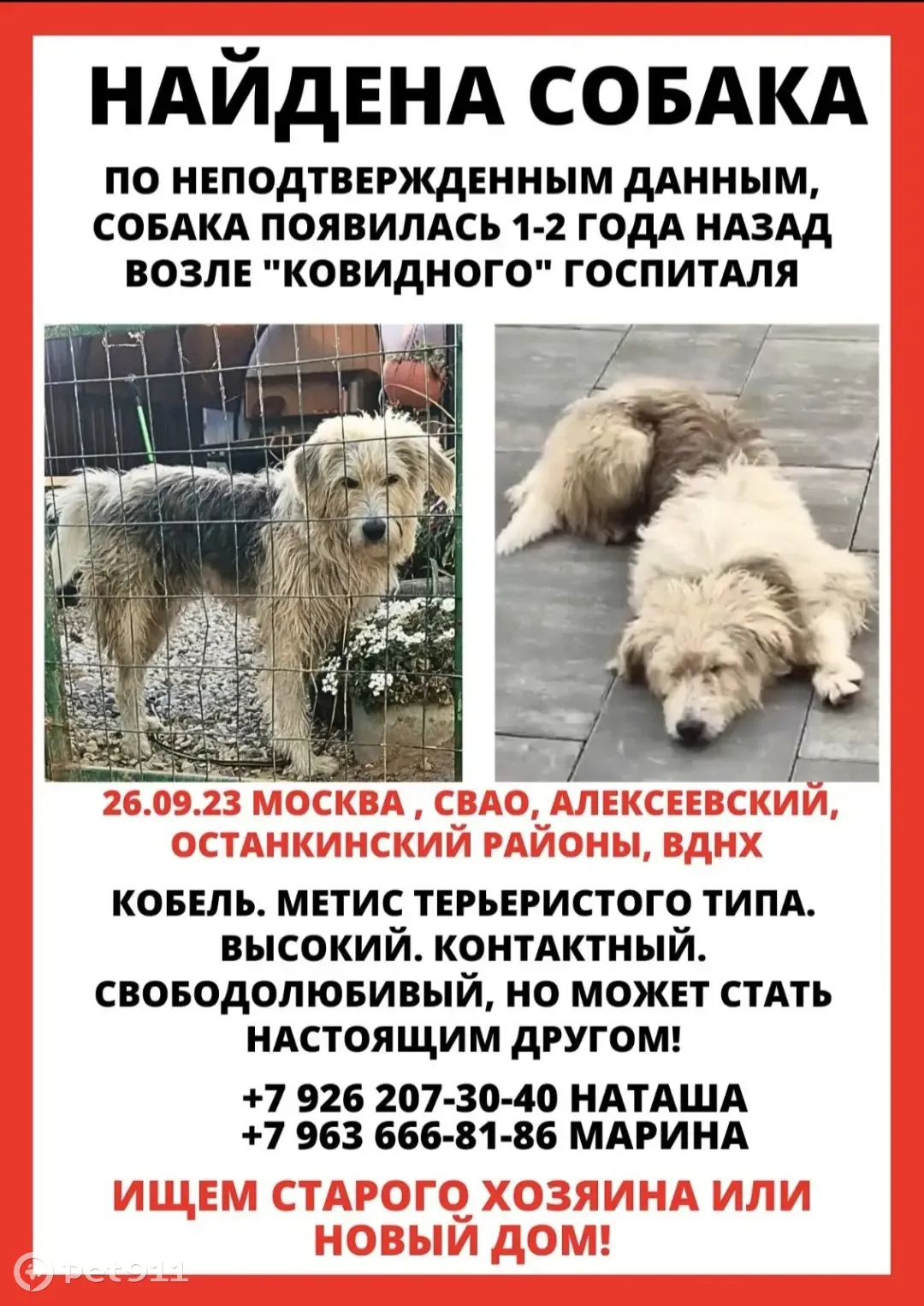 Собака найдена на Центральной аллее, Москва | Pet911.ru