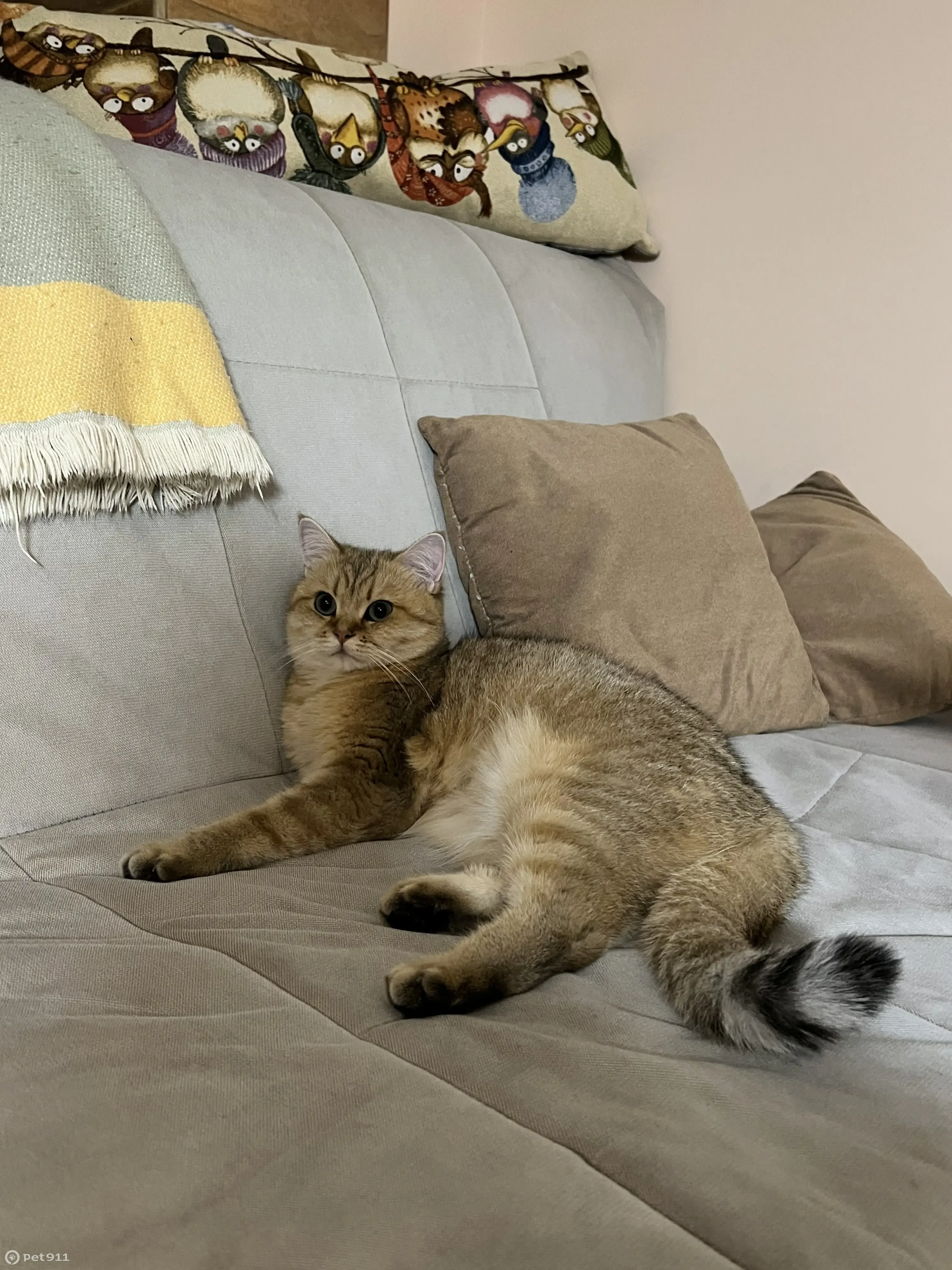 Пропала кошка на ул. Котовского, 4 к1, Реутов - photo