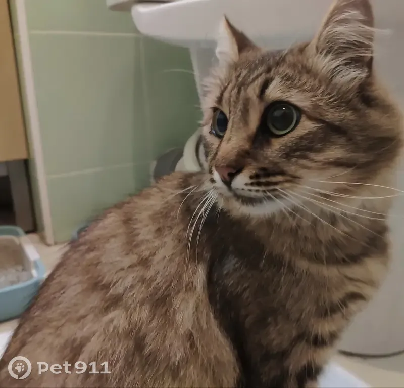 Найден домашний кот около Ленты, Лианозовский проезд, Москва - photo