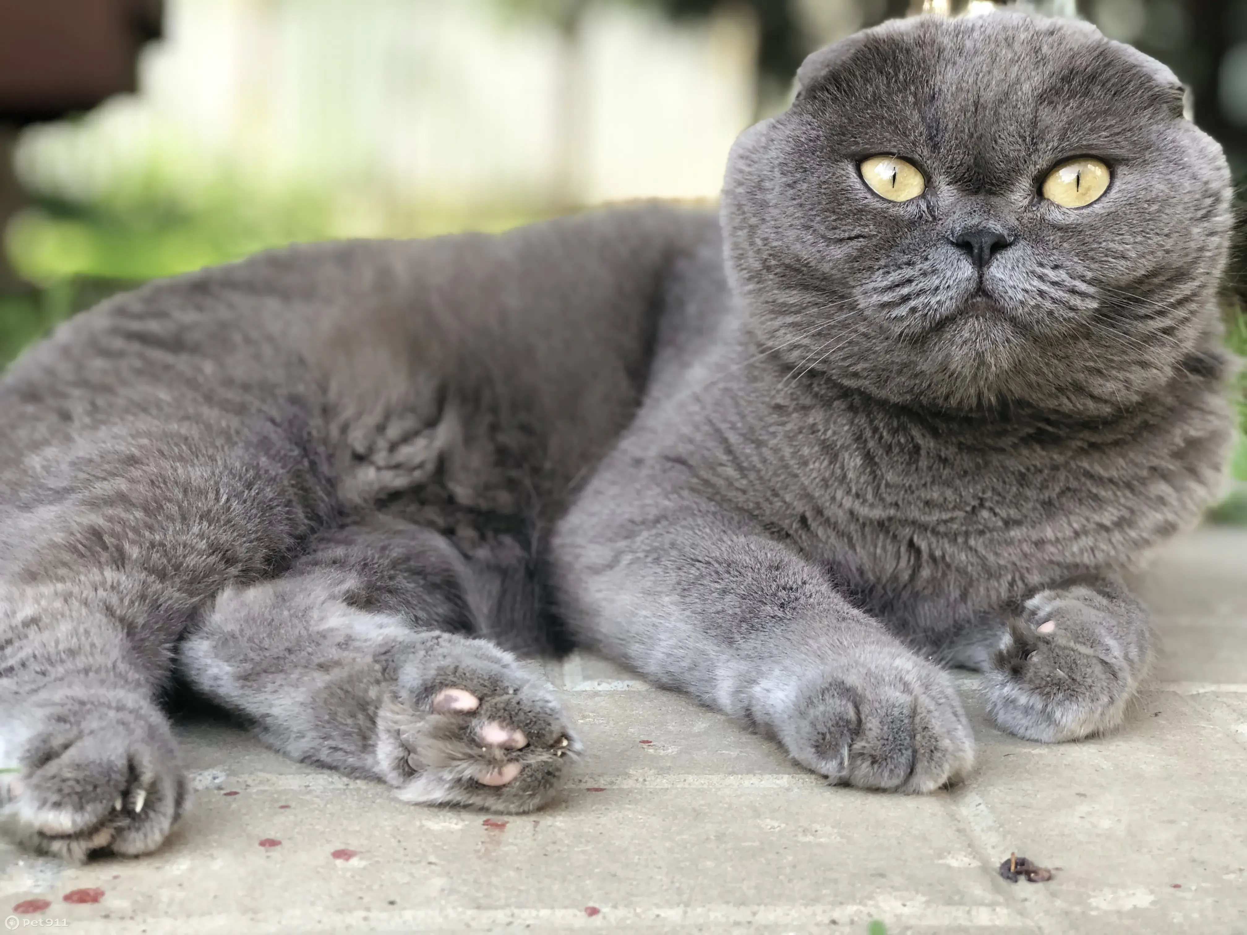 Пропал кот, СНТ Воскресенки-1-Сорокино, Московская область | Pet911.ru