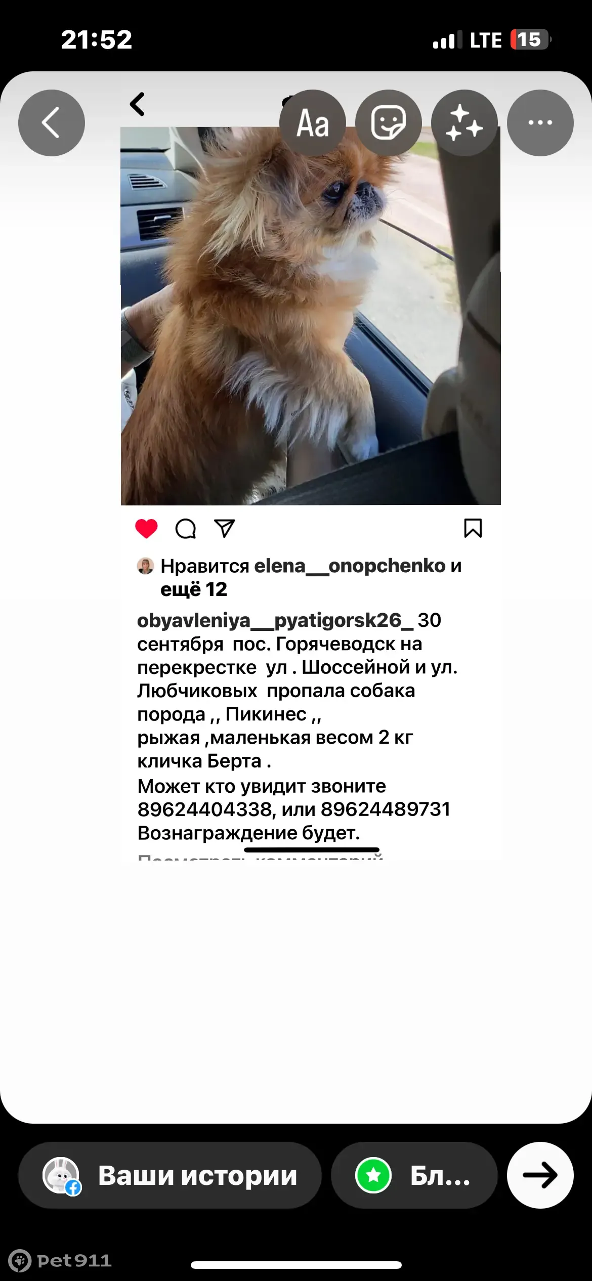 Пропала собака в Пятигорске, ул. Толстого, Шоссейная. Вознаграждение! |  Pet911.ru