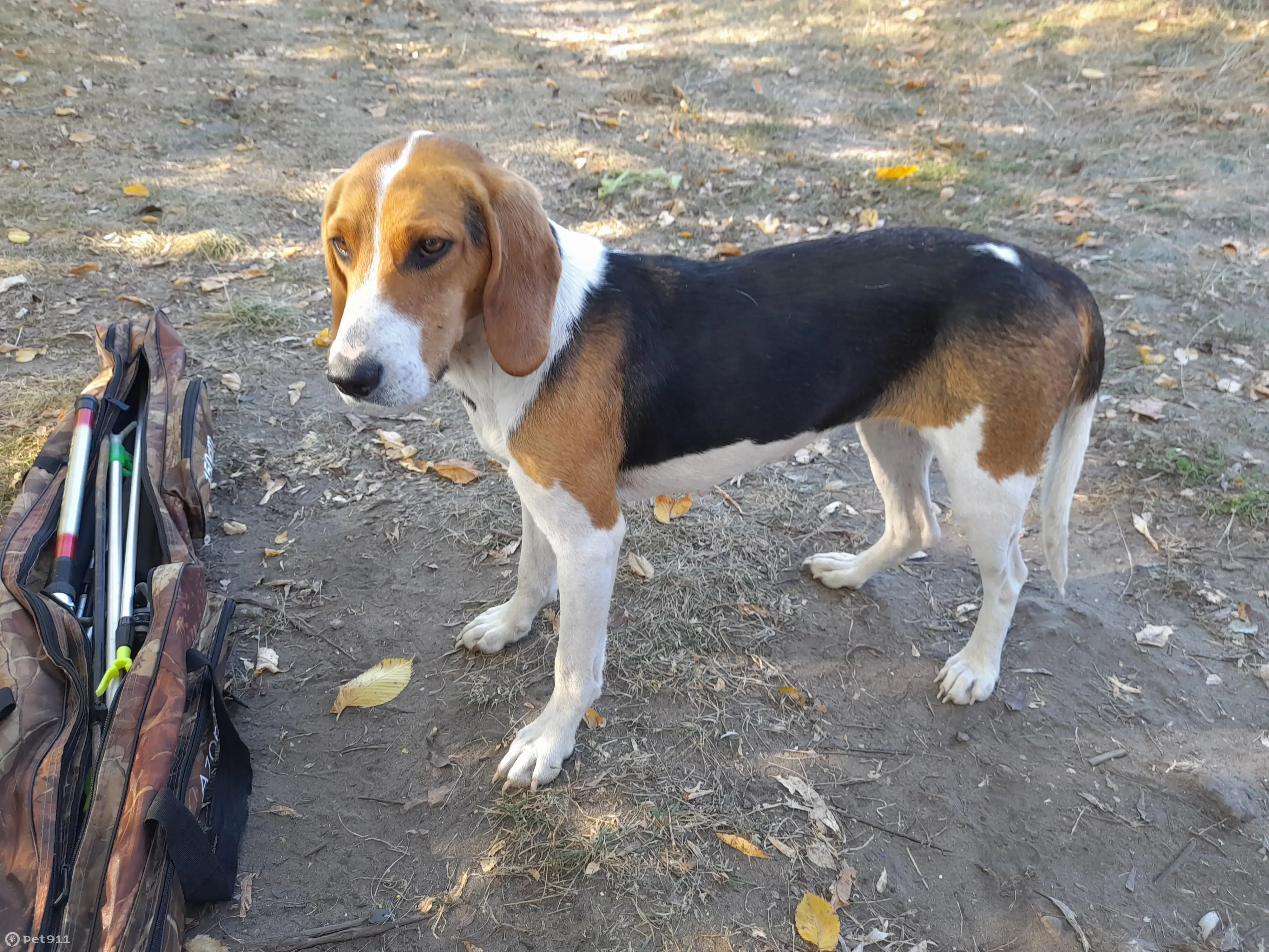 Найдена собака в Знаменке, Курской области | Pet911.ru