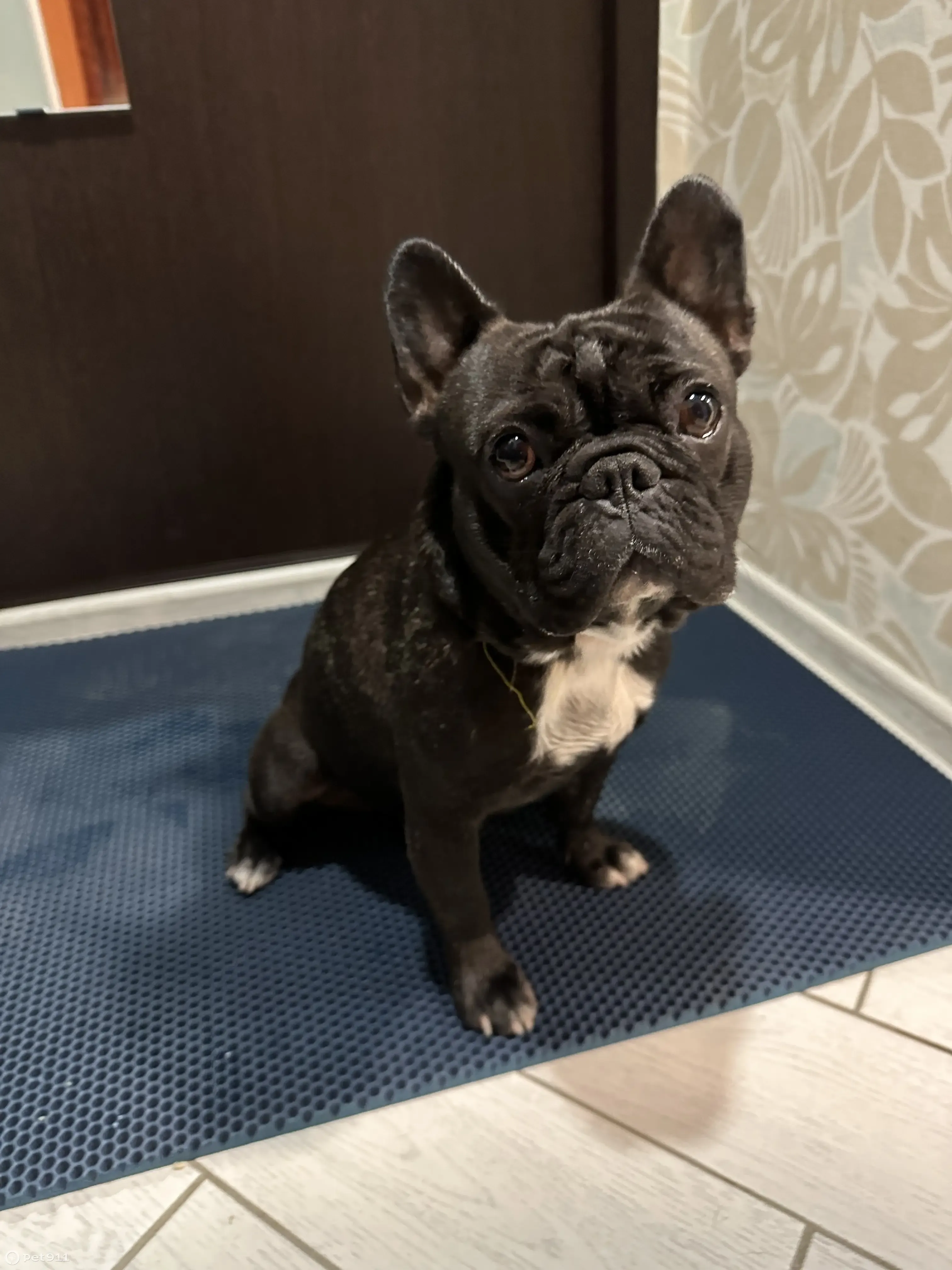 Найден мопс на Дачной улице, Оренбург - photo